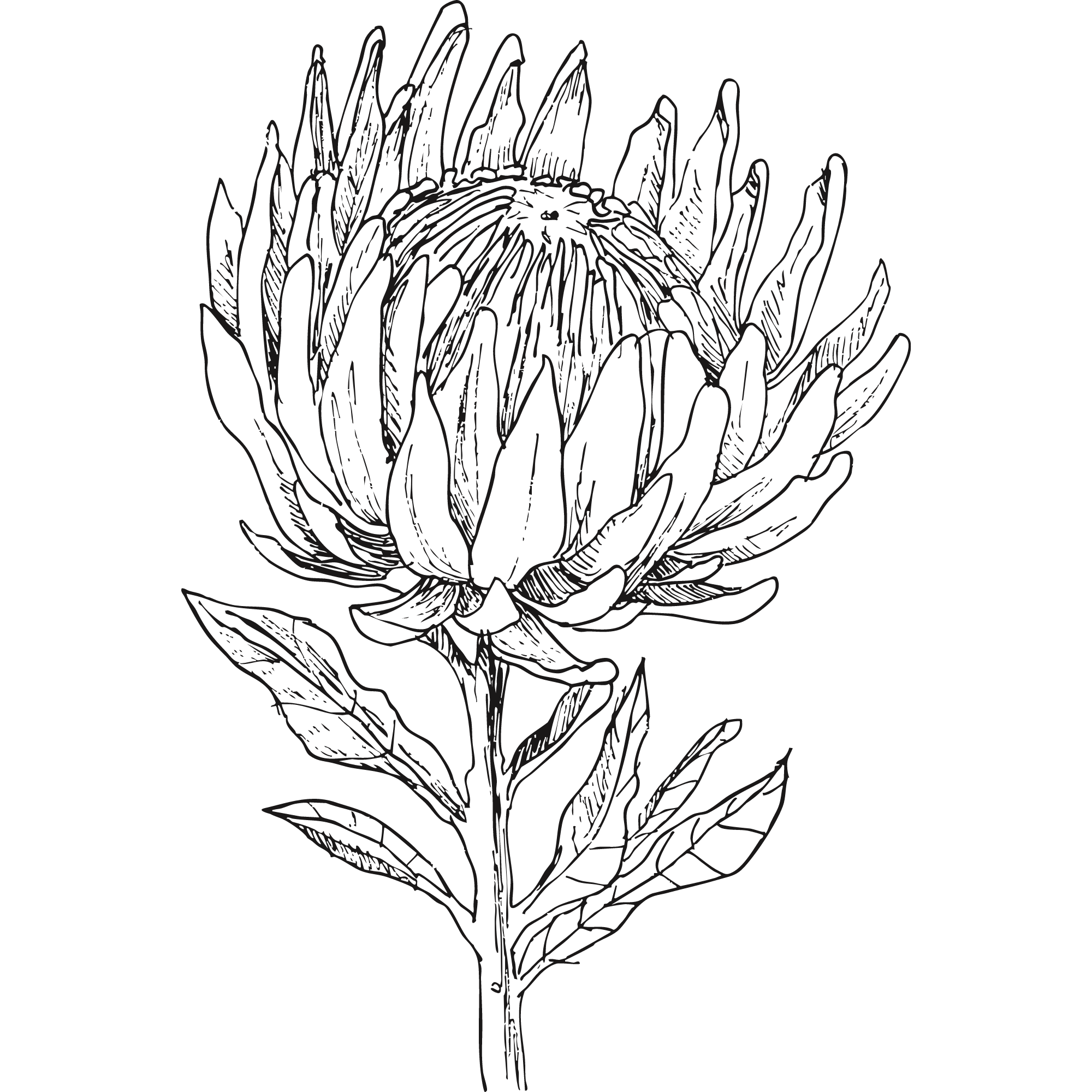 Sketch of a Protea flower.