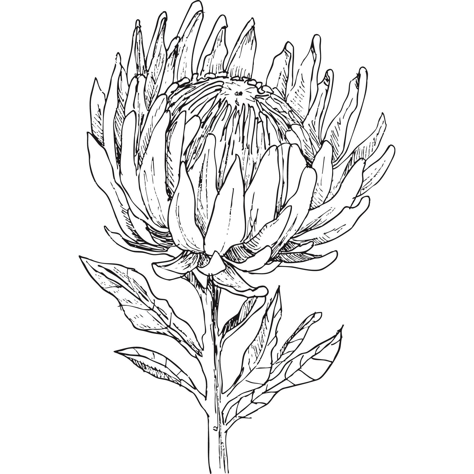 Sketch of a Protea flower.