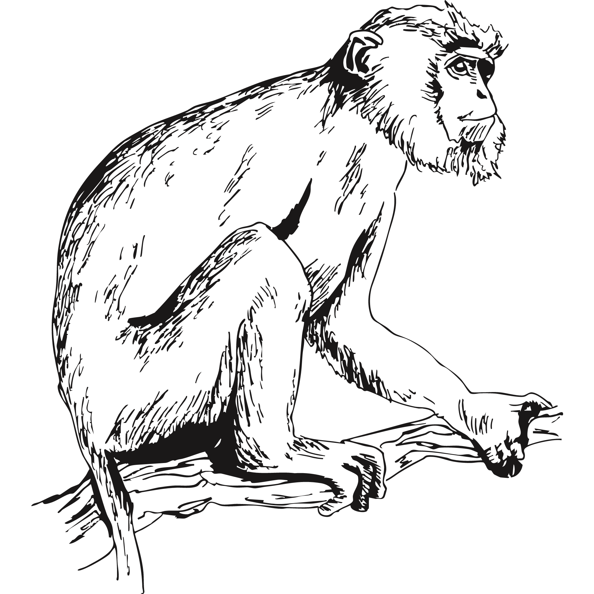 Sketch of a red-shanked douc langur.