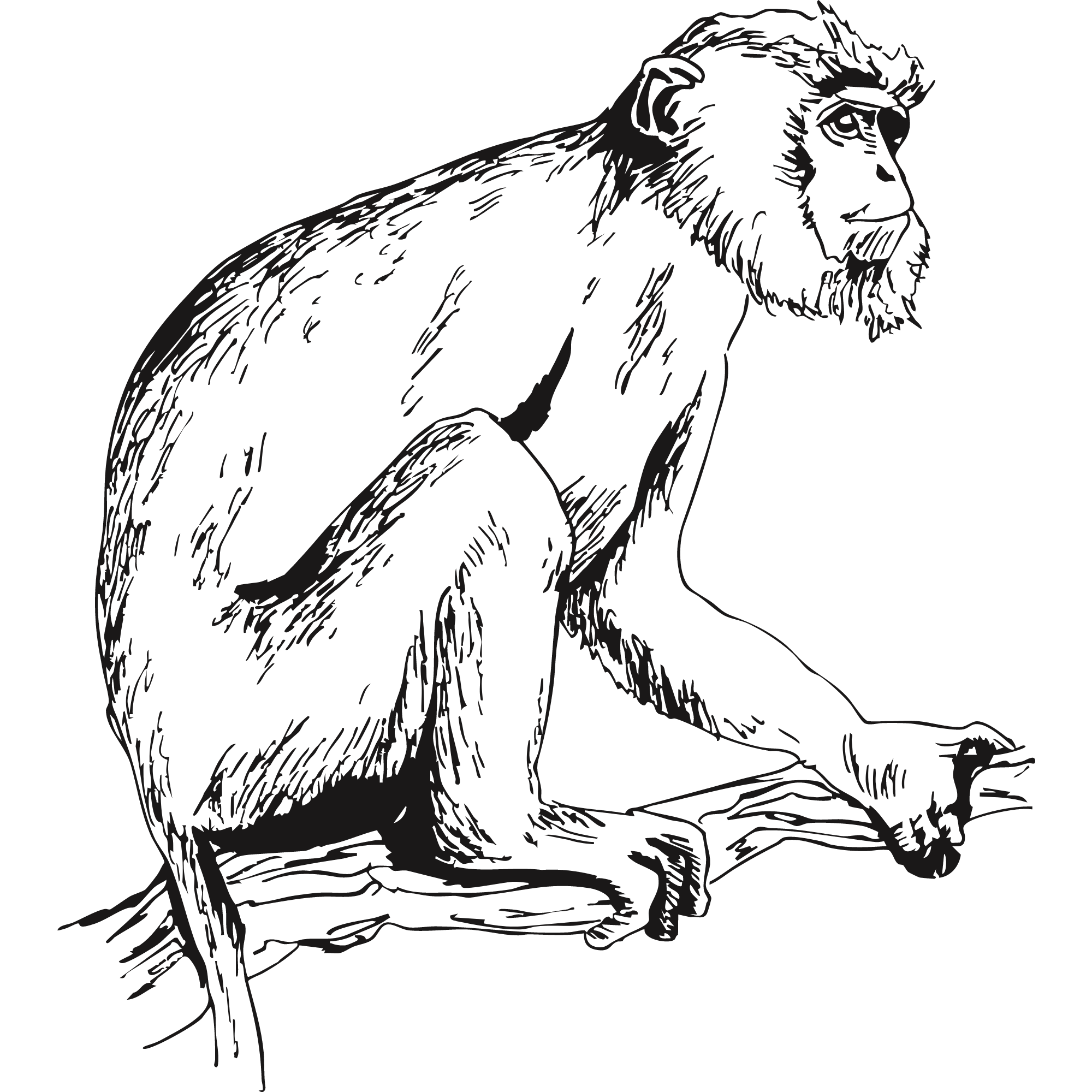 Sketch of a red-shanked douc langur.