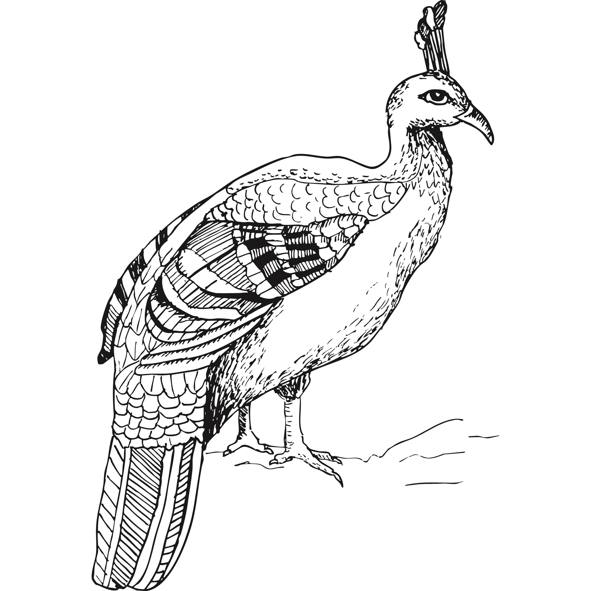 Sketch of a Himalayan monal.