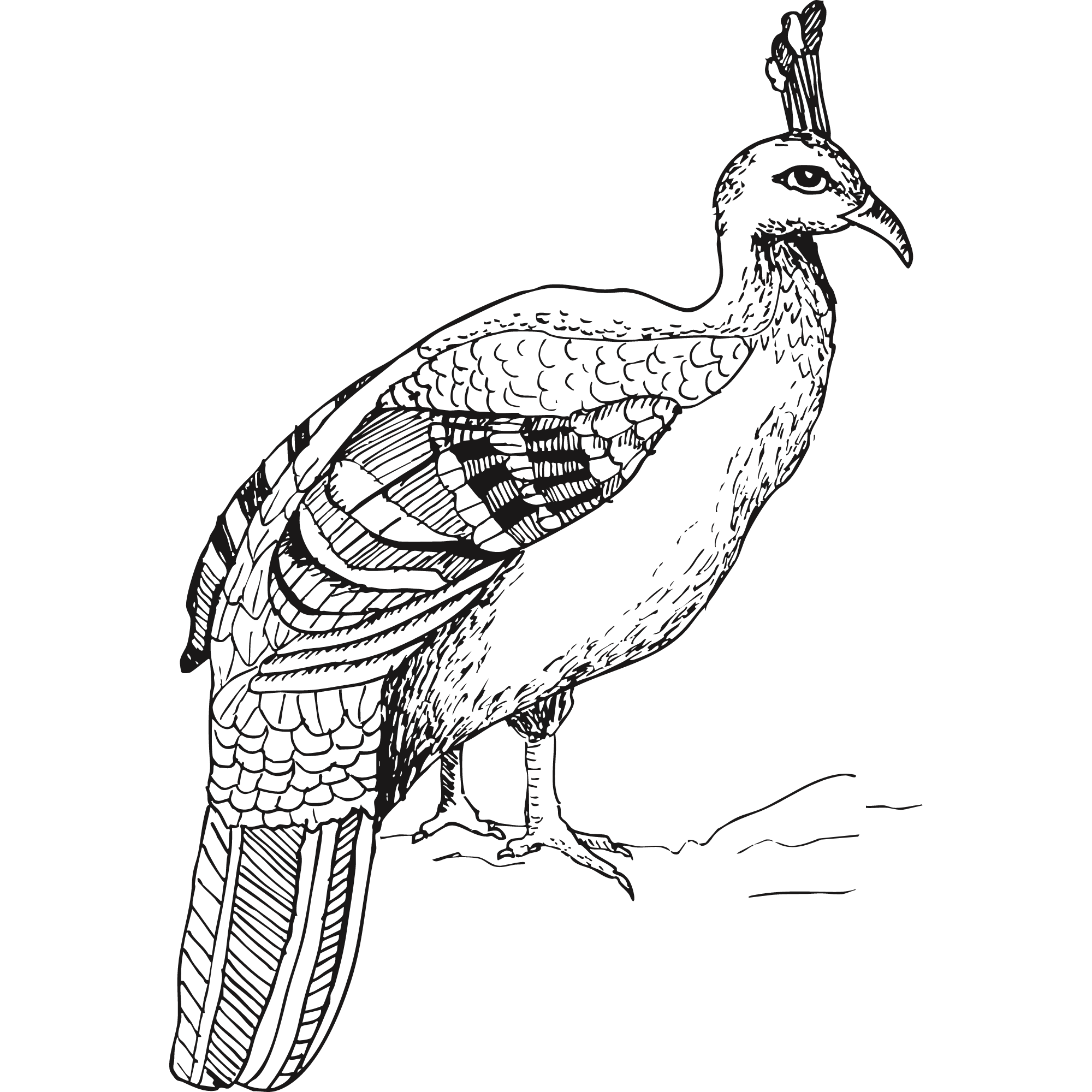 Sketch of a Himalayan monal.