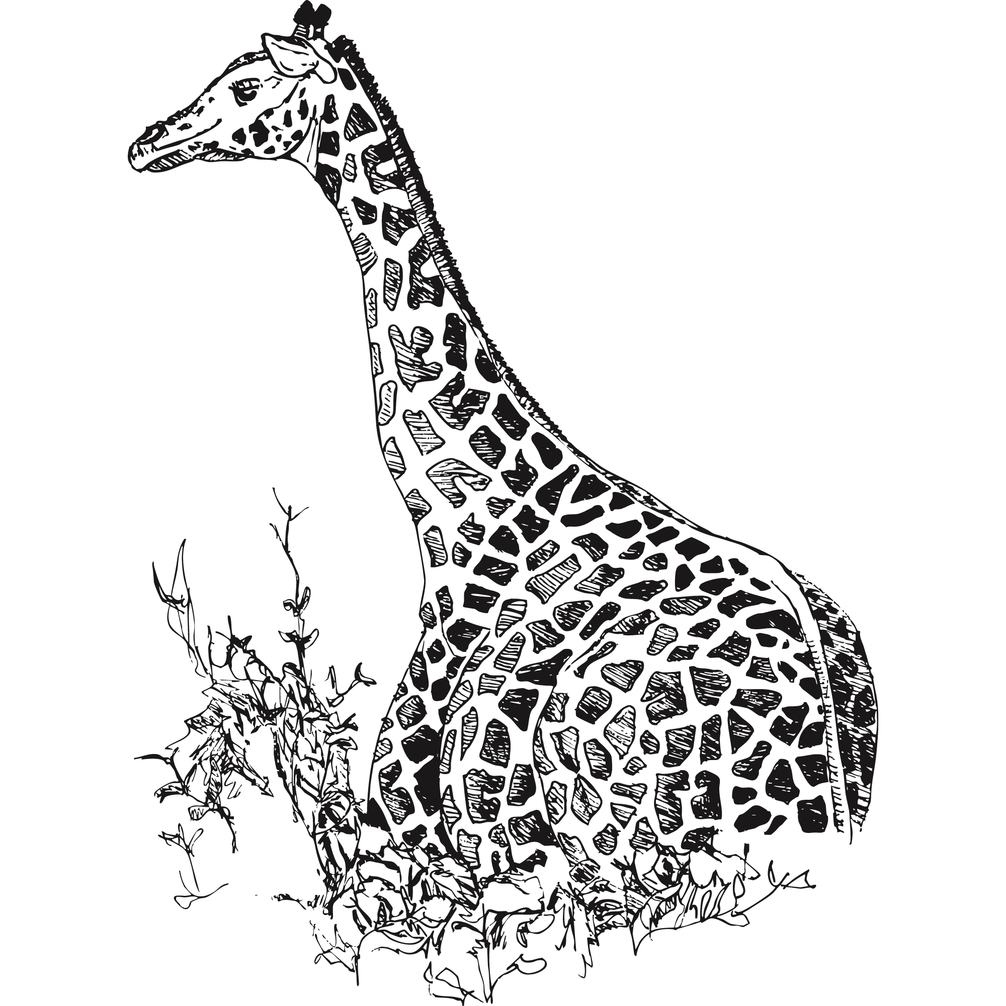 Sketch of a Maasai giraffe.