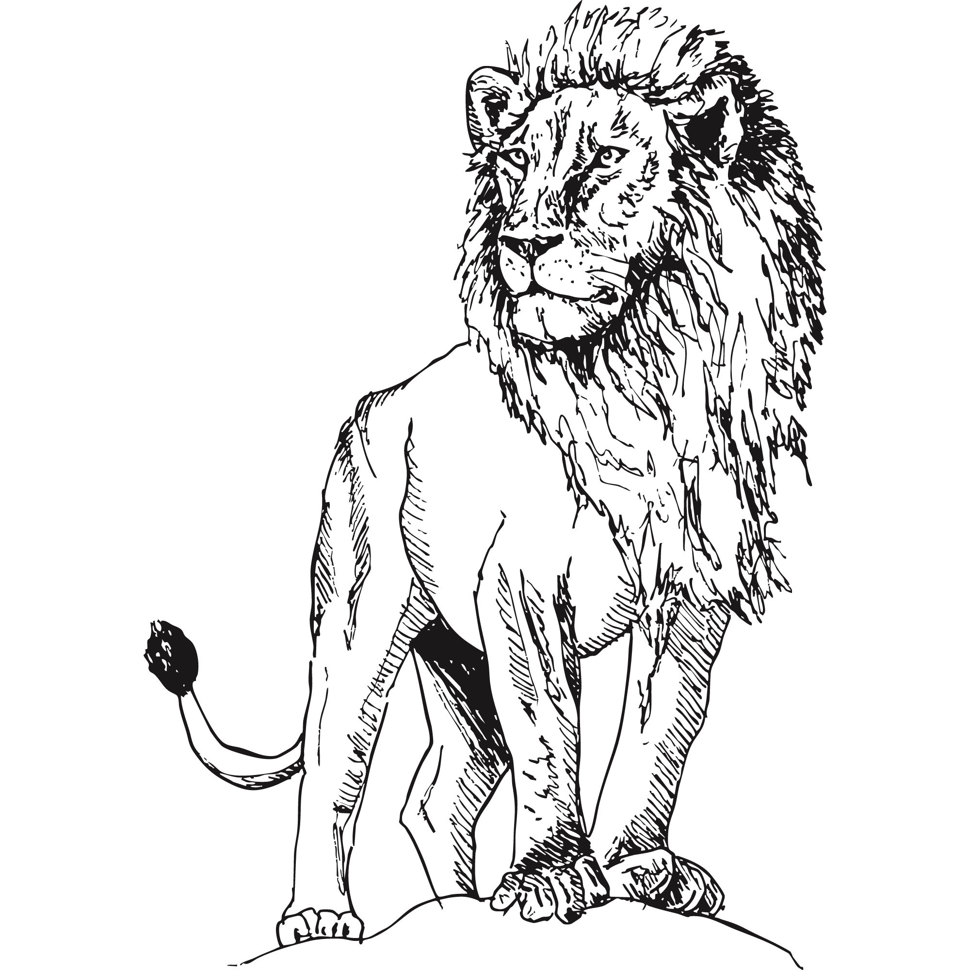 Sketch of a Serengeti lion.