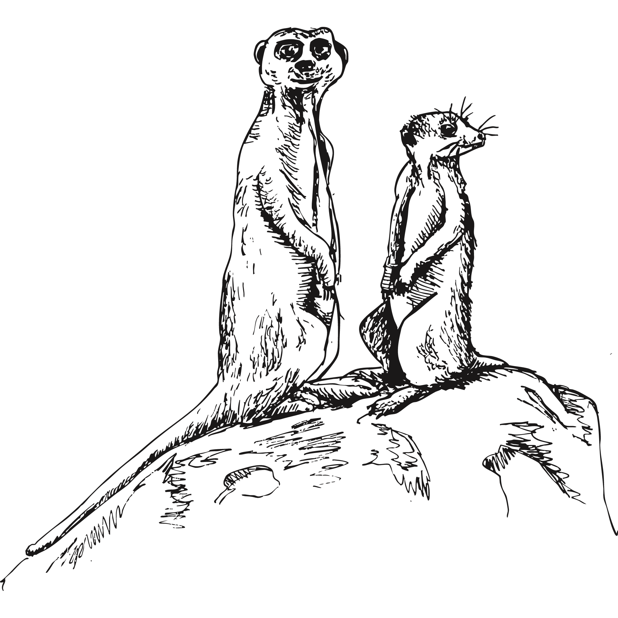 Sketch of two meerkats.
