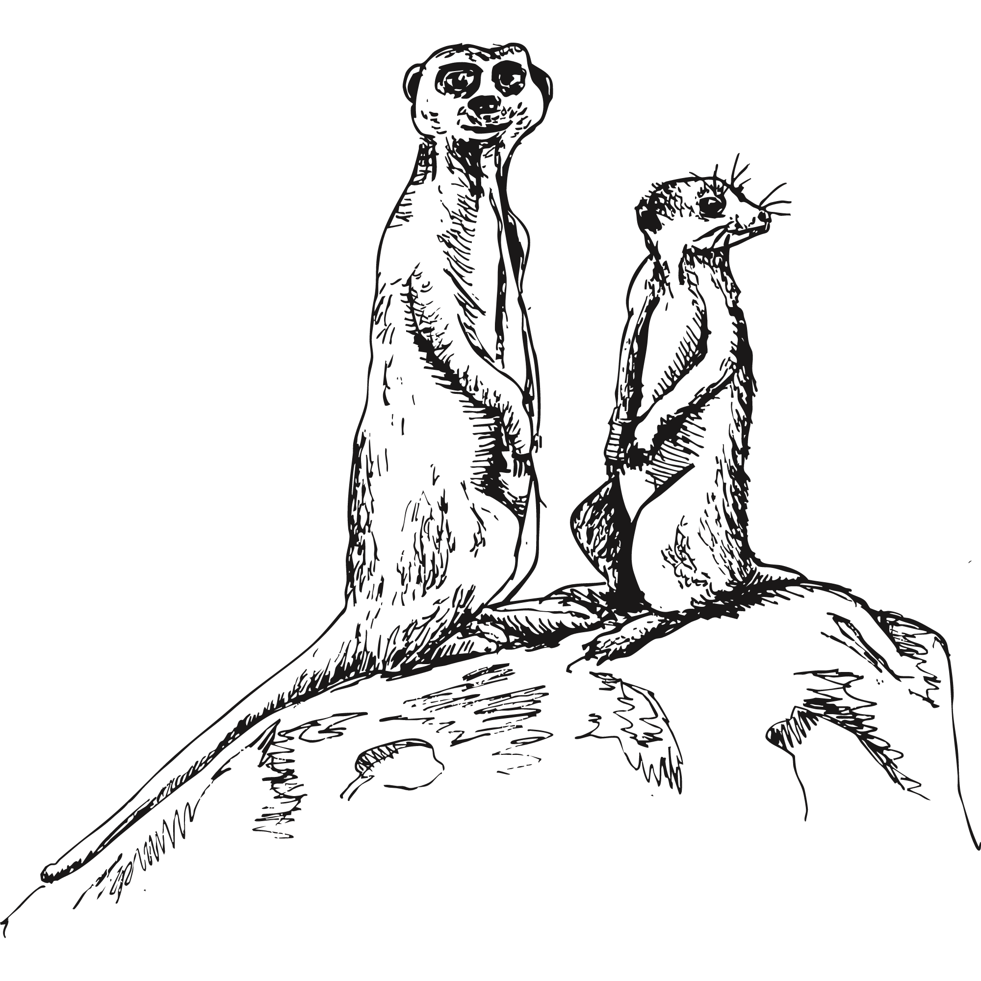 Sketch of two meerkats.