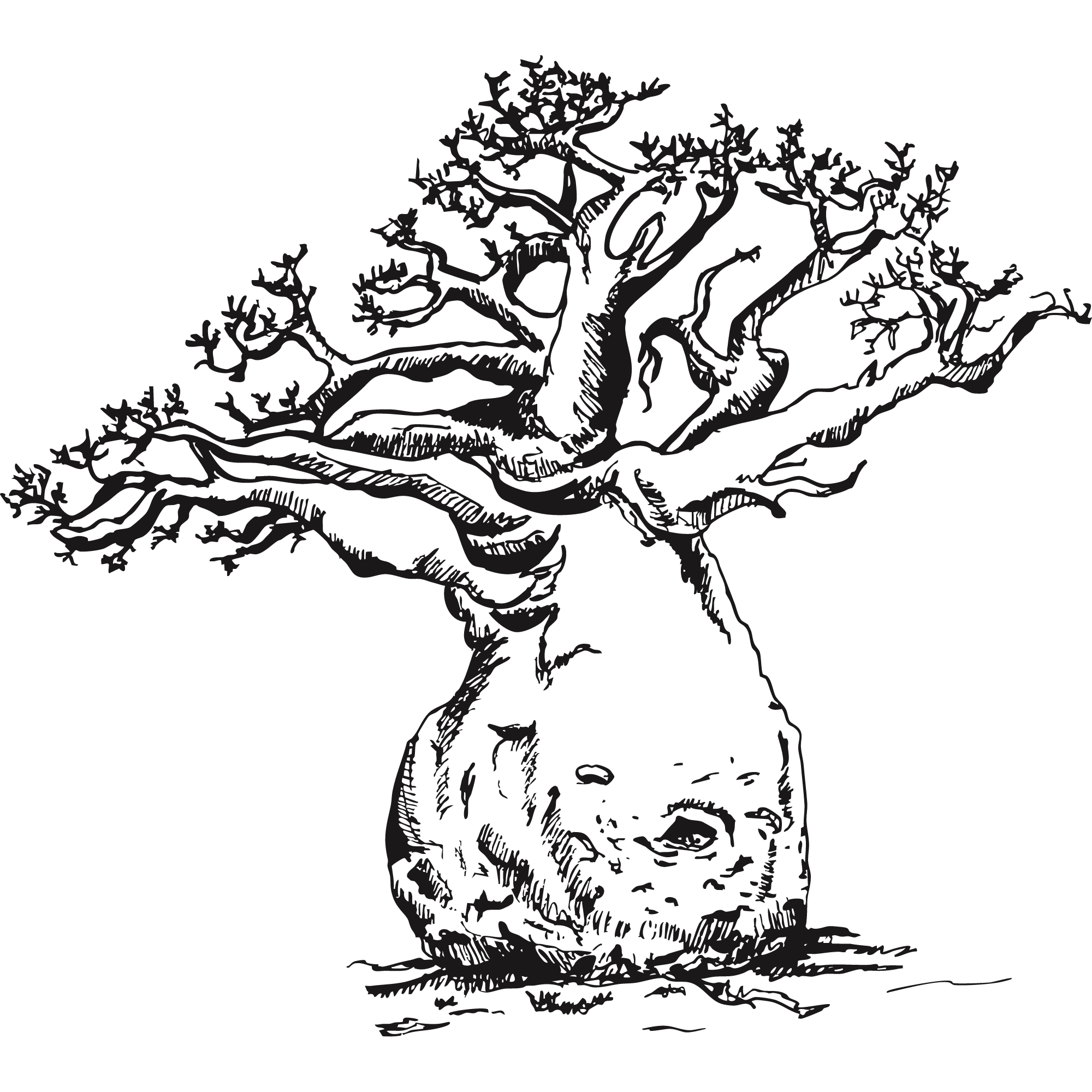 Sketch of a baobab tree.
