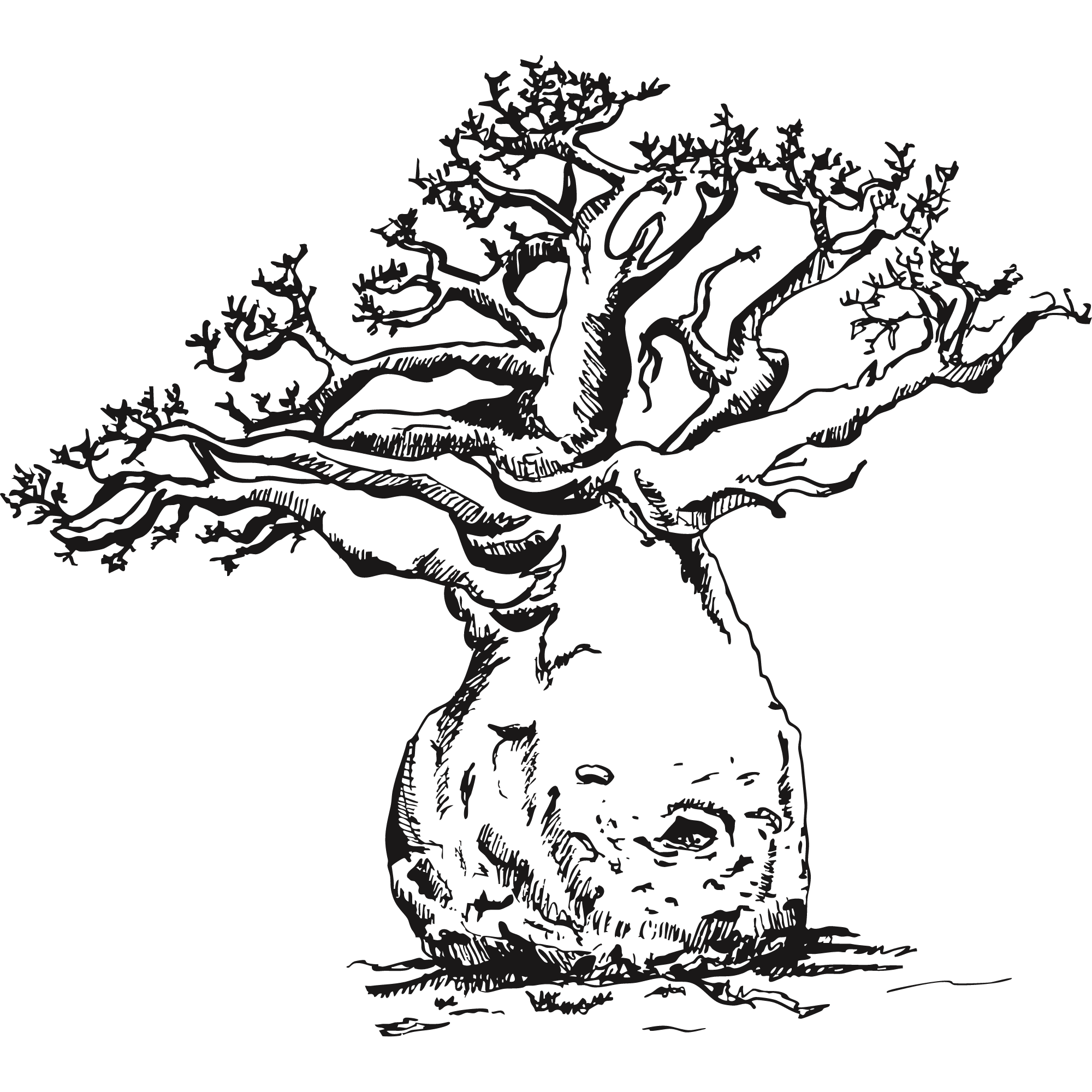 Sketch of a baobab tree.
