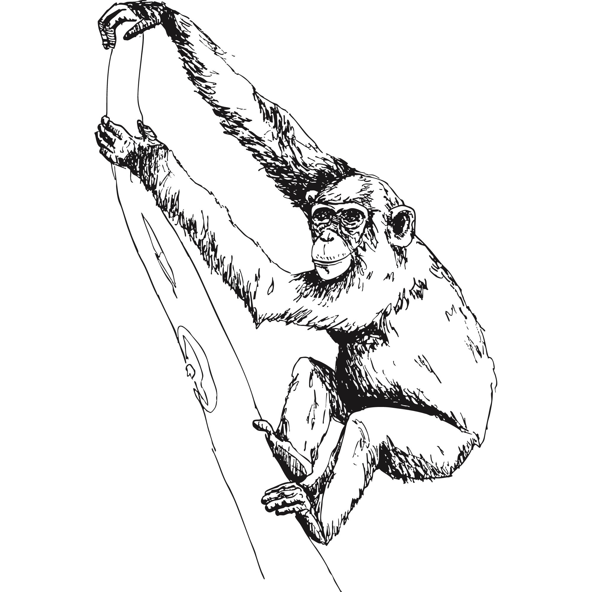 Sketch of an Eastern chimpanzee.