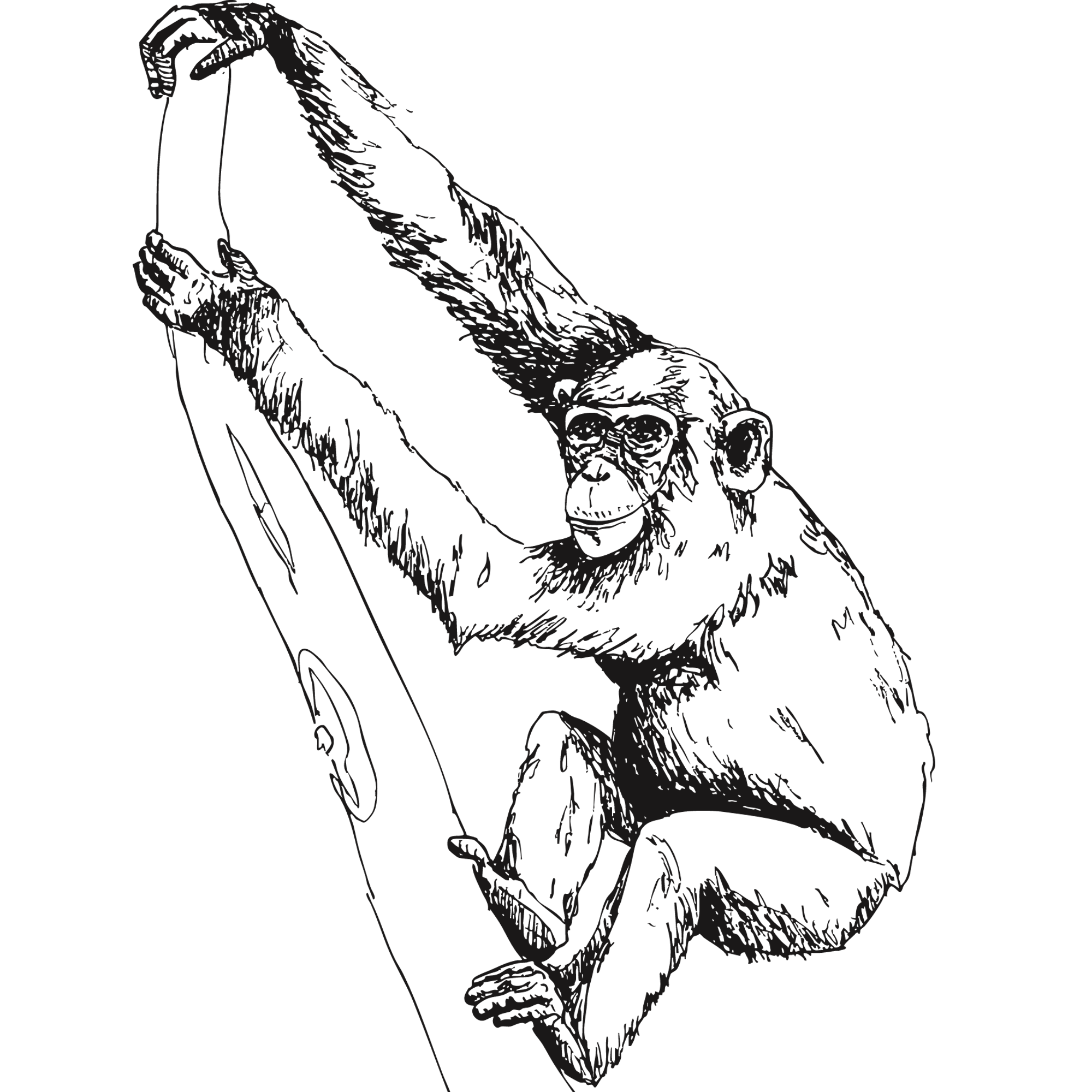 Sketch of an Eastern chimpanzee.