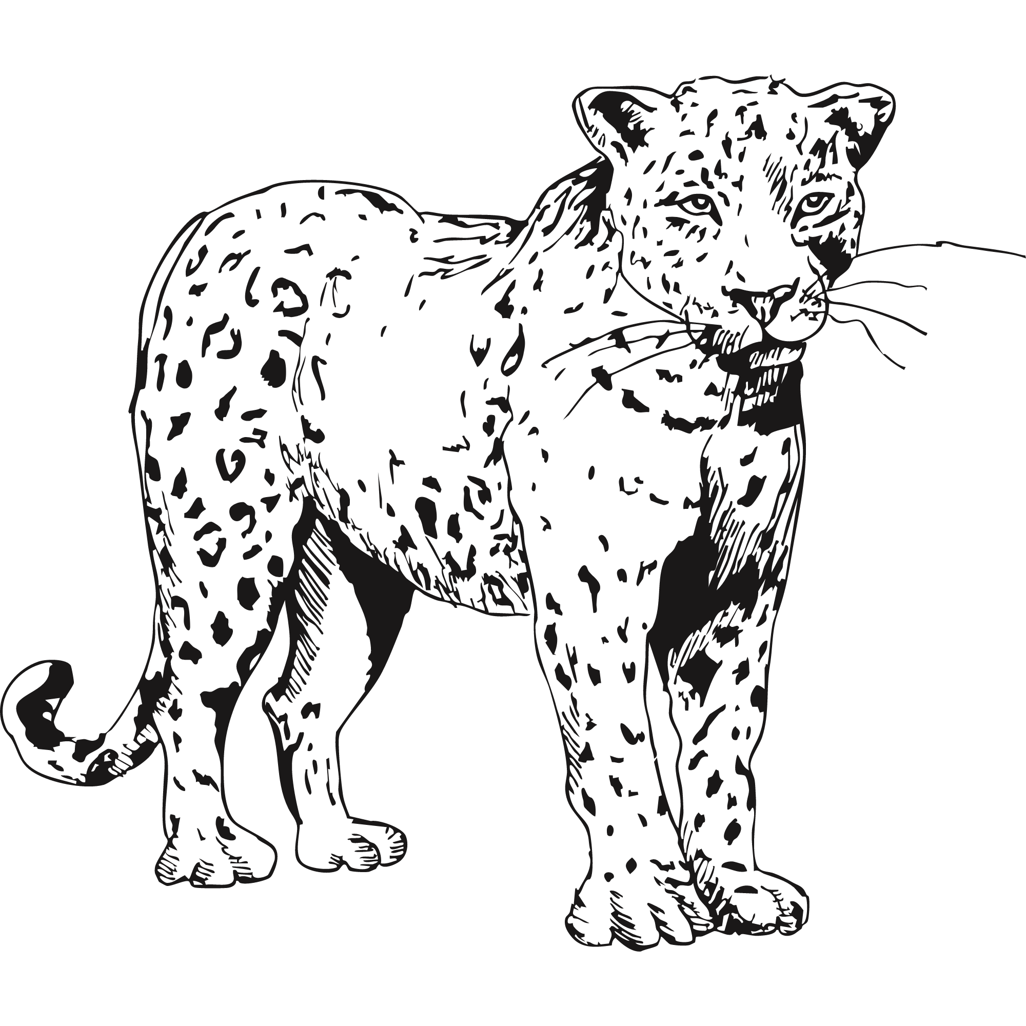 Sketch of a leopard.