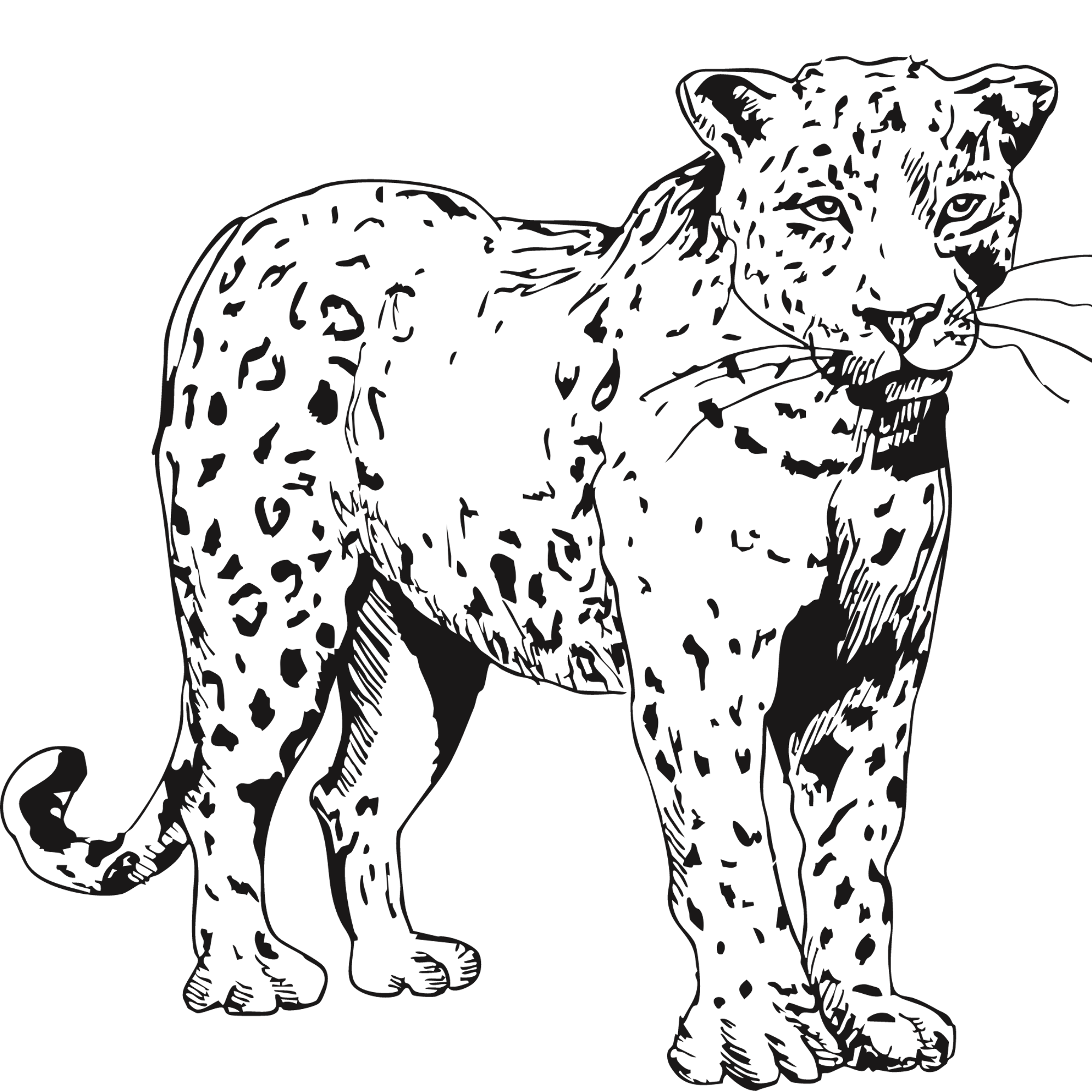 Sketch of a leopard.