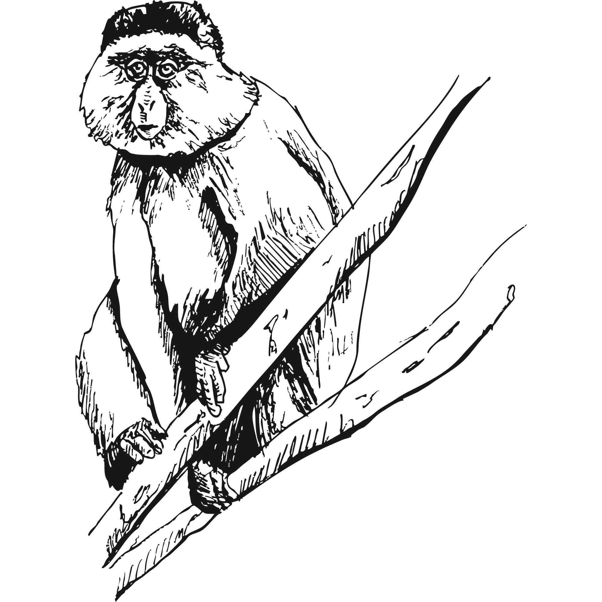 Sketch of a Golden monkey.