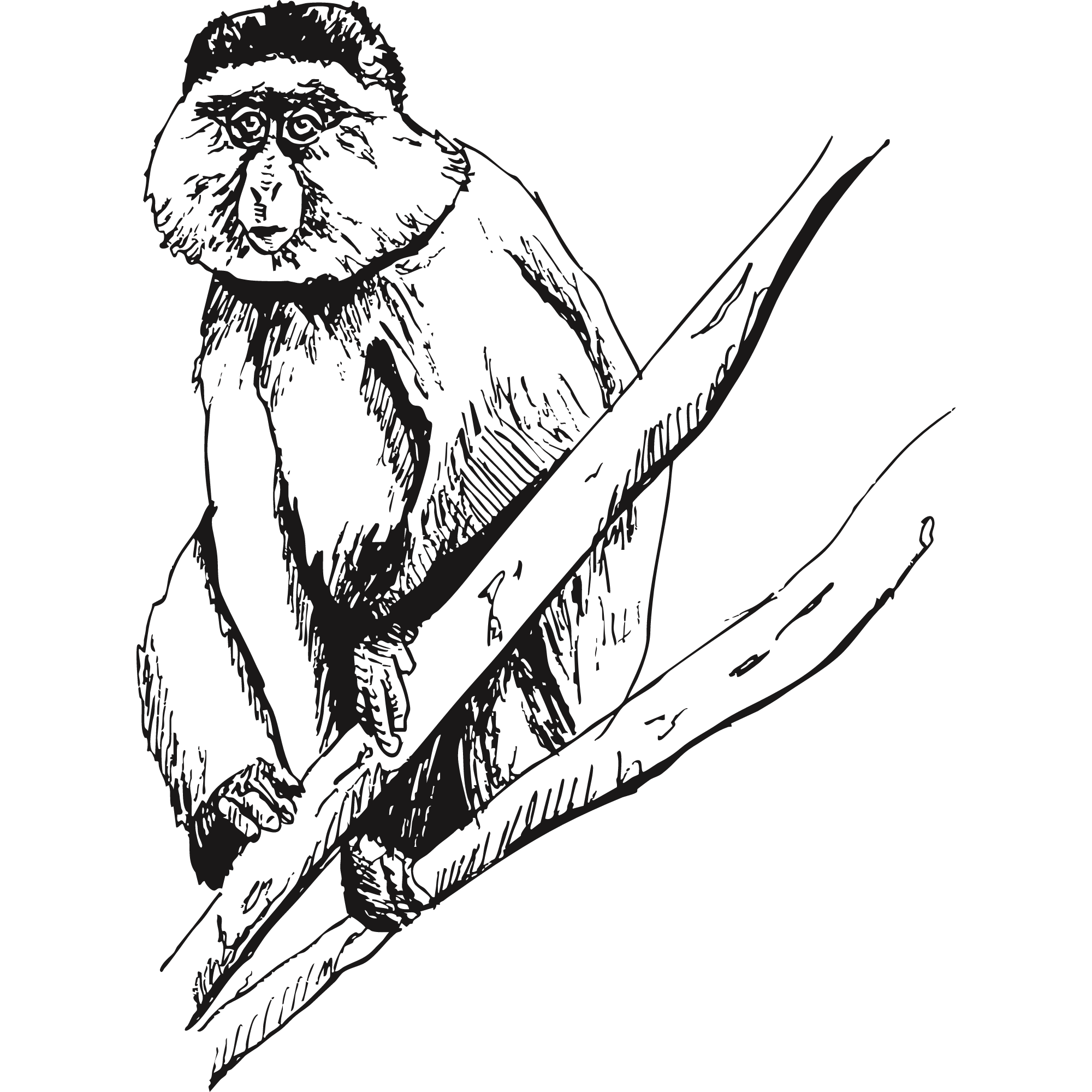 Sketch of a Golden monkey.