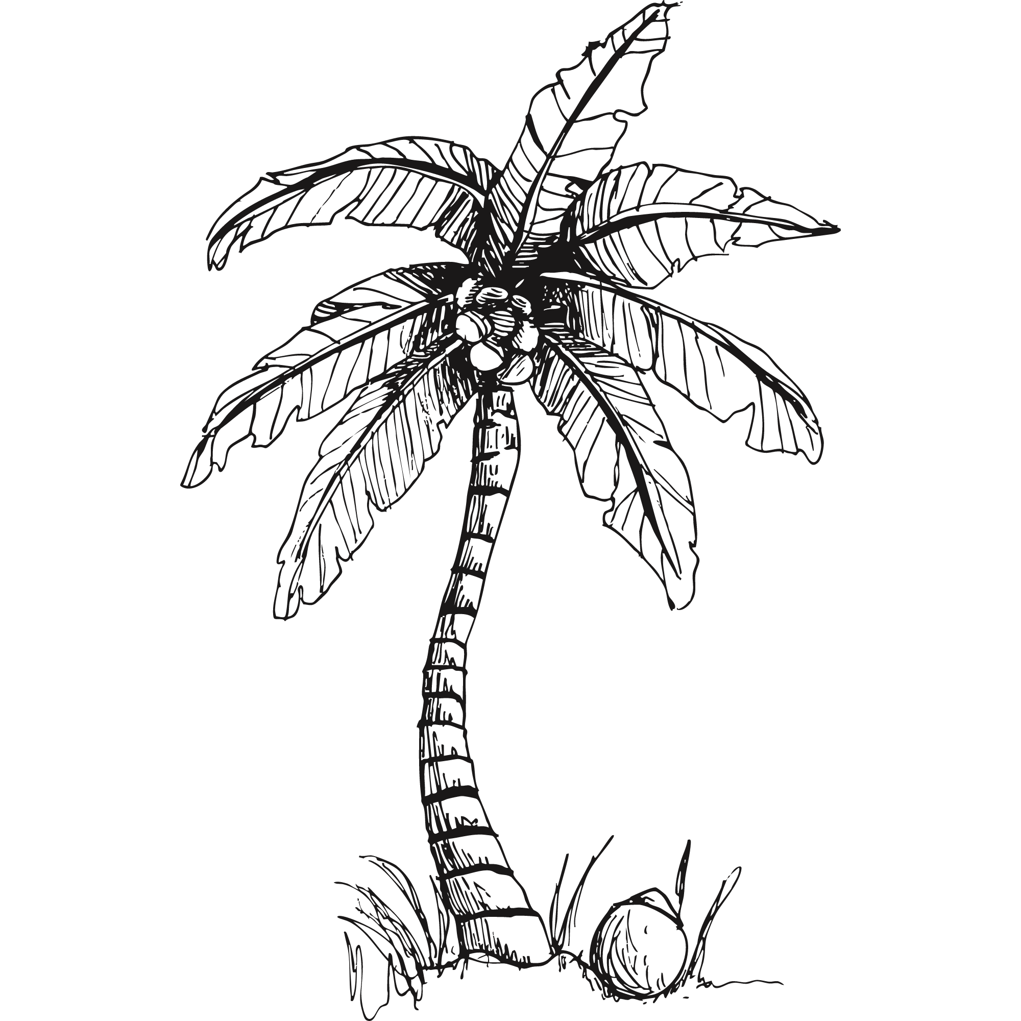 Sketch of a palm tree.
