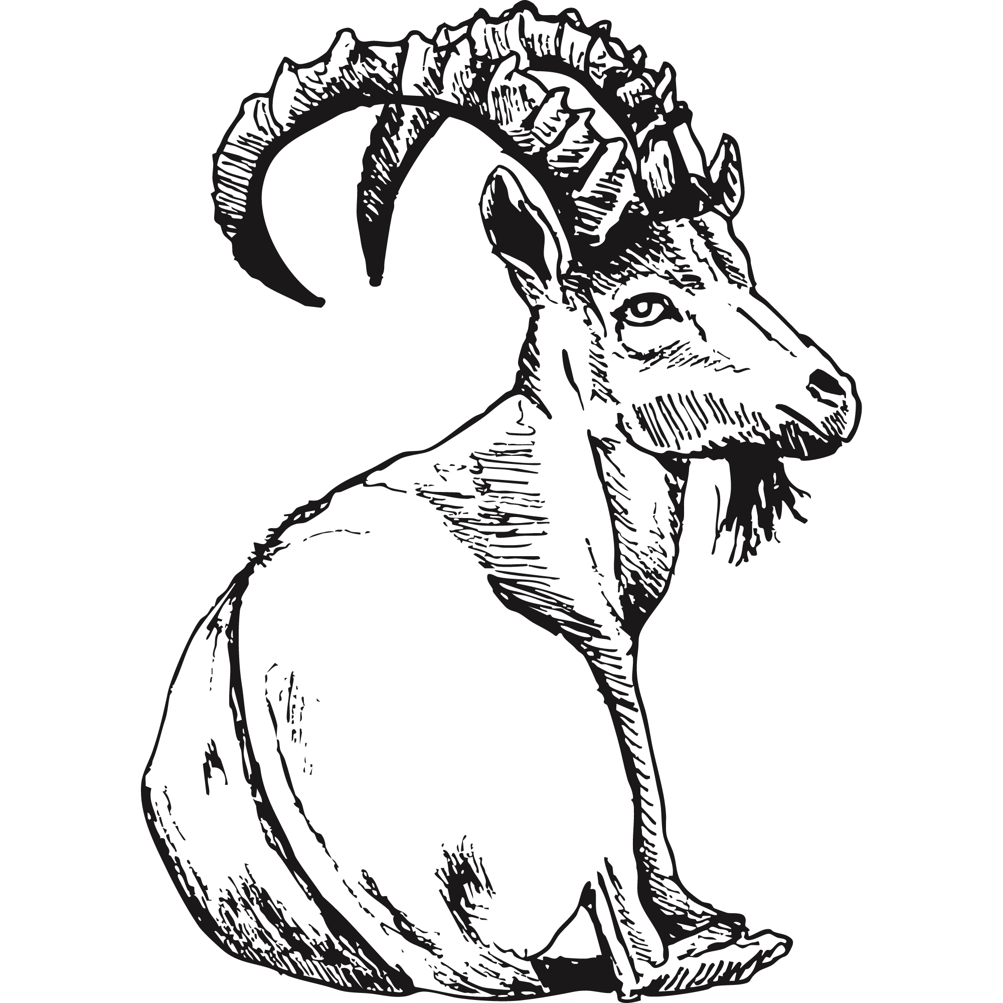 Sketch of a Nubian ibex.