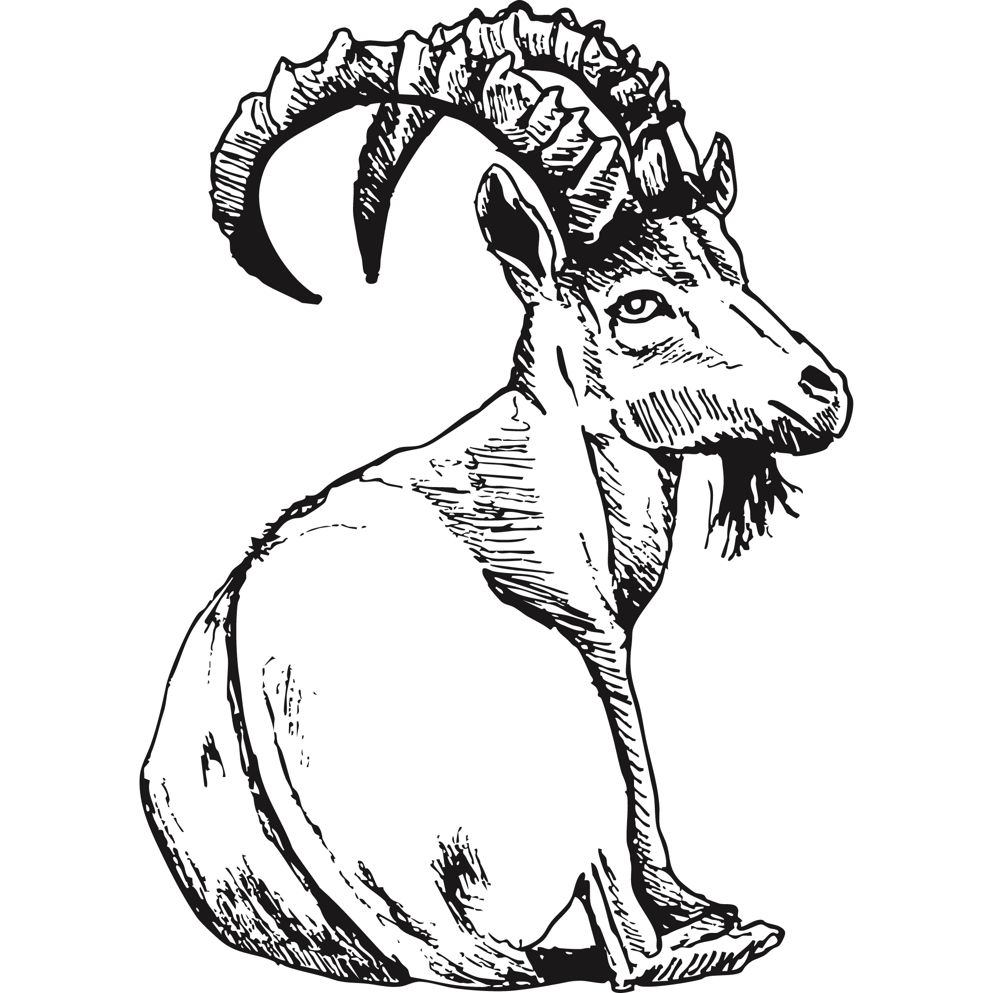 Sketch of a Nubian ibex.