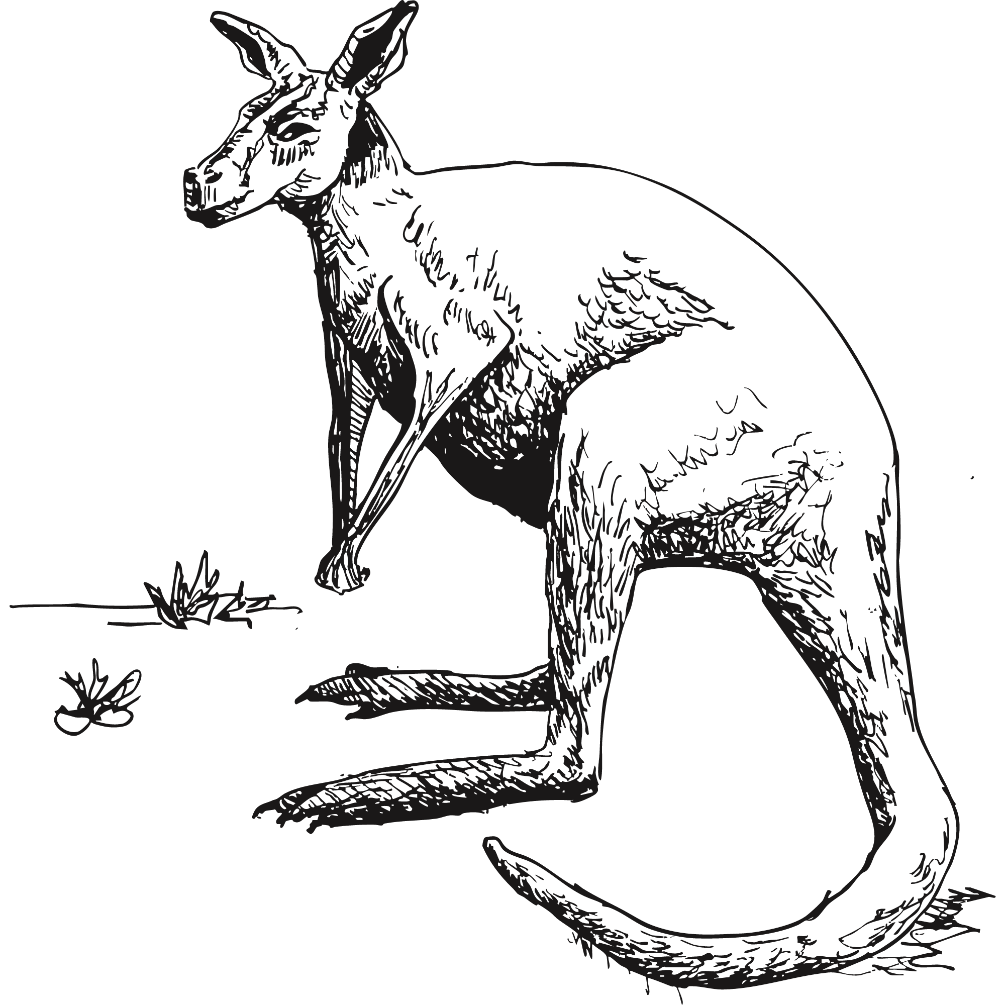 Sketch of a kangaroo.