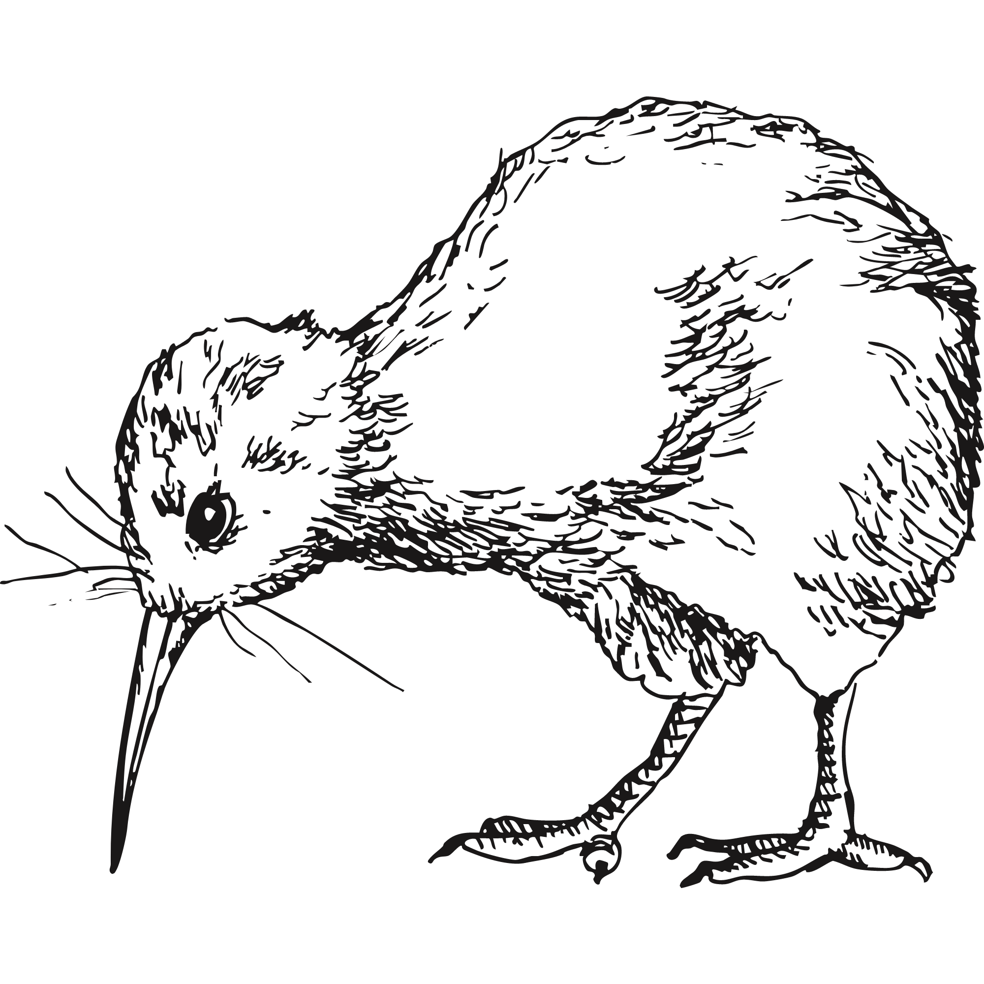 Sketch of a kiwi bird.