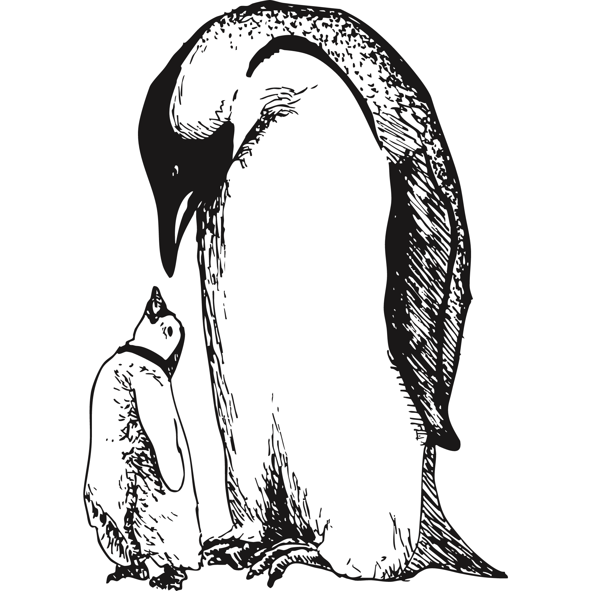 Sketch of two penguins, one adult and one baby. 