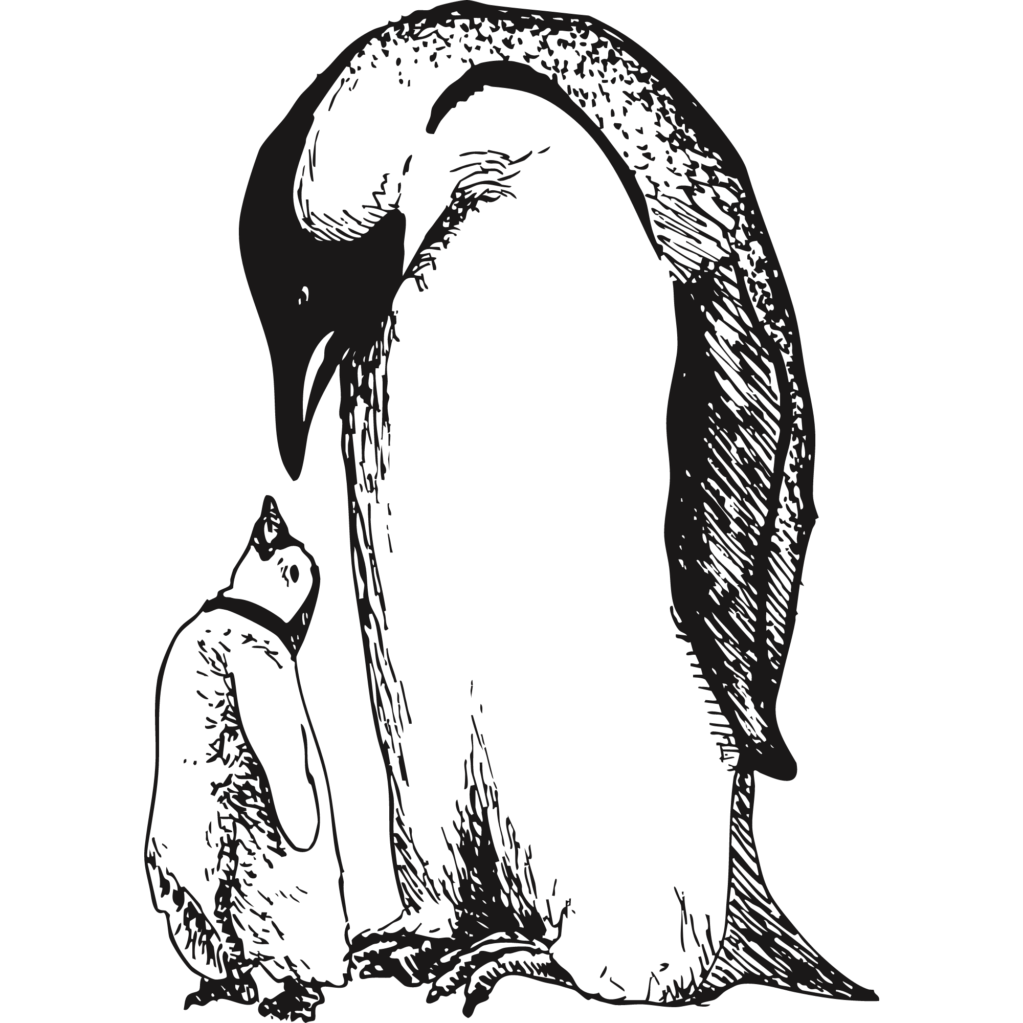 Sketch of two penguins, one adult and one baby.