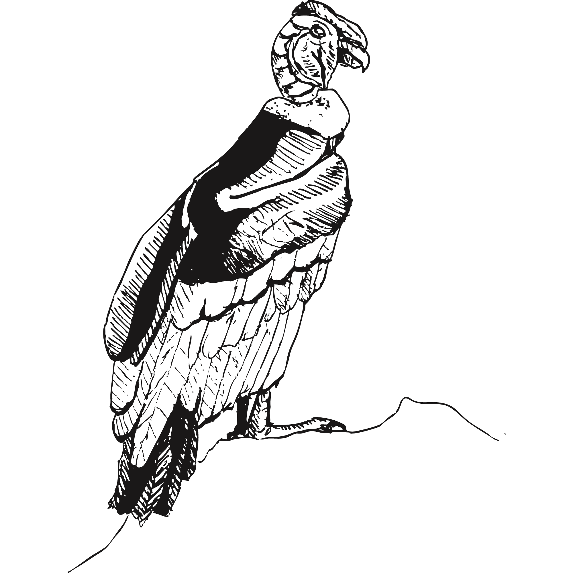 Sketch of an Andean condor.
