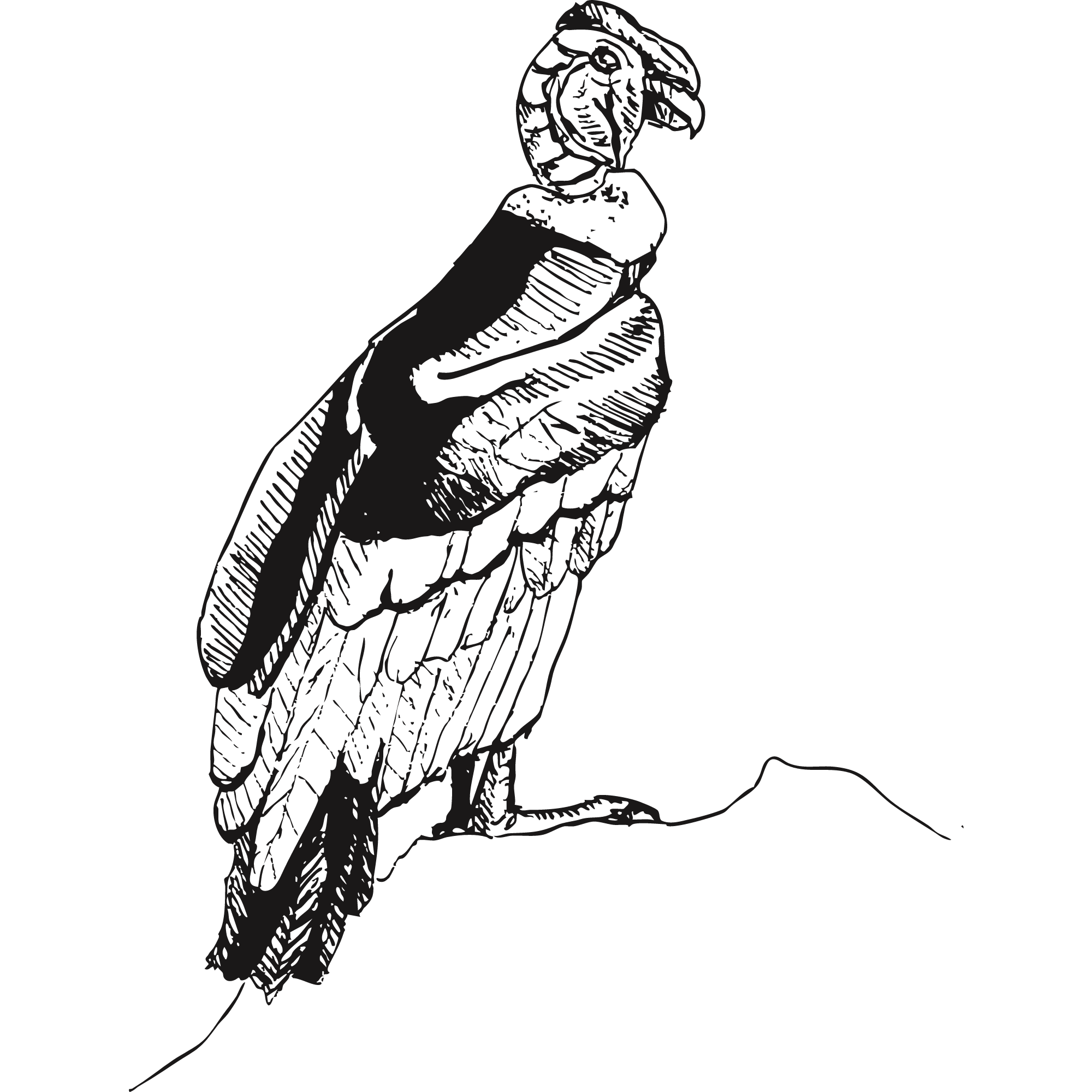 Sketch of an Andean condor.