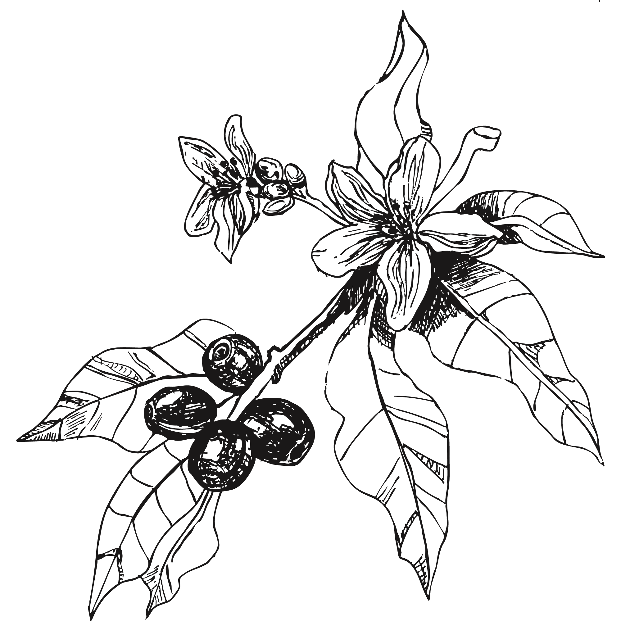 Sketch of a coffee plant. 