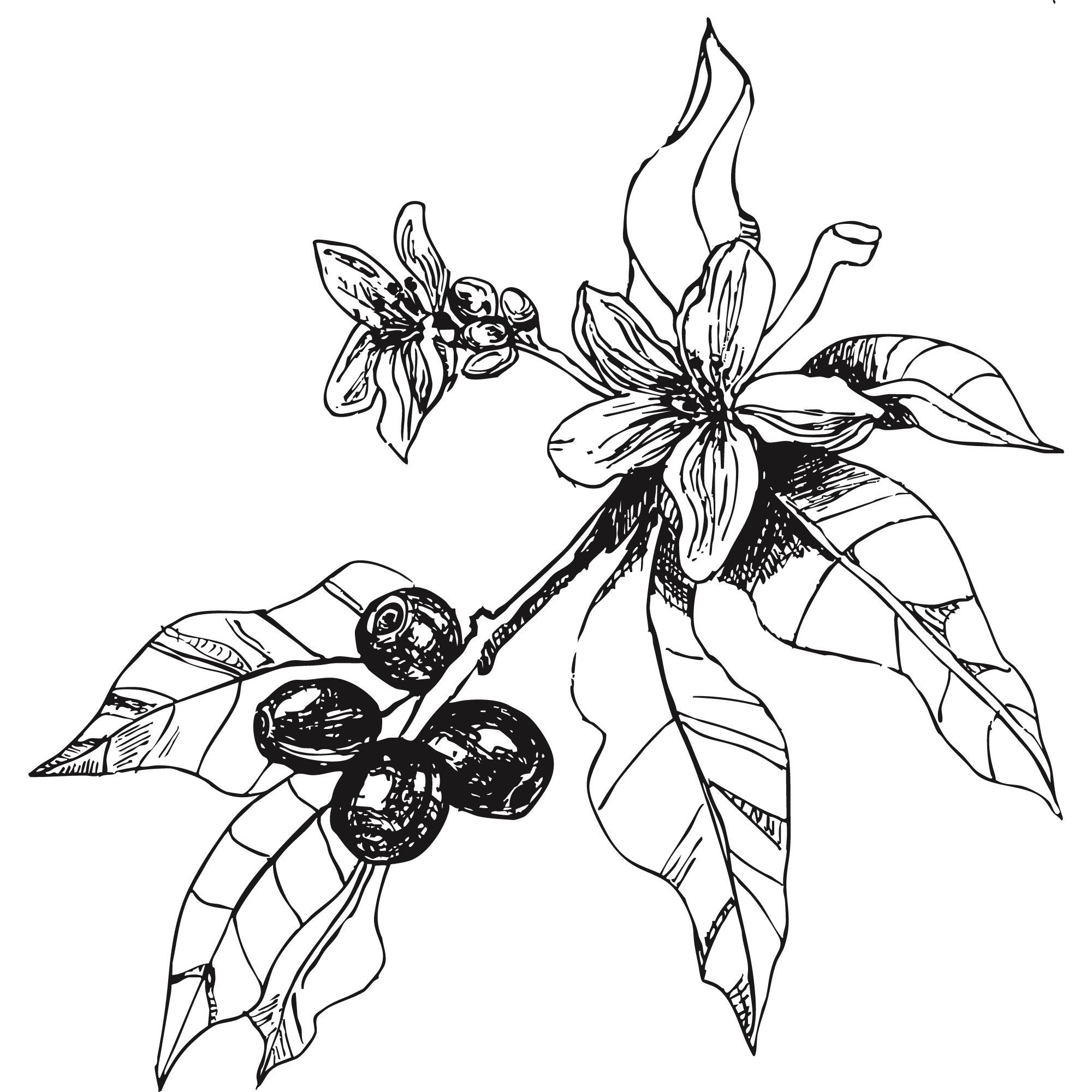 Sketch of a coffee plant.