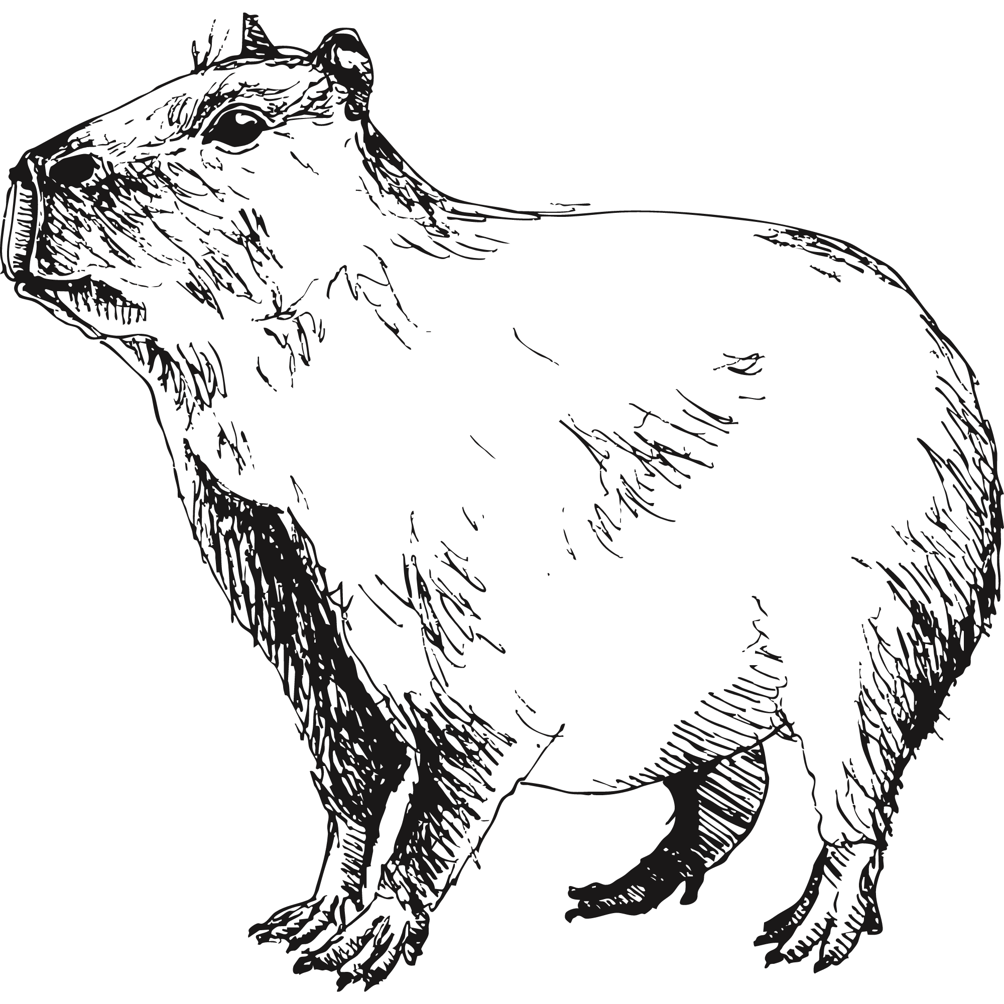 Illustration of a Capybara