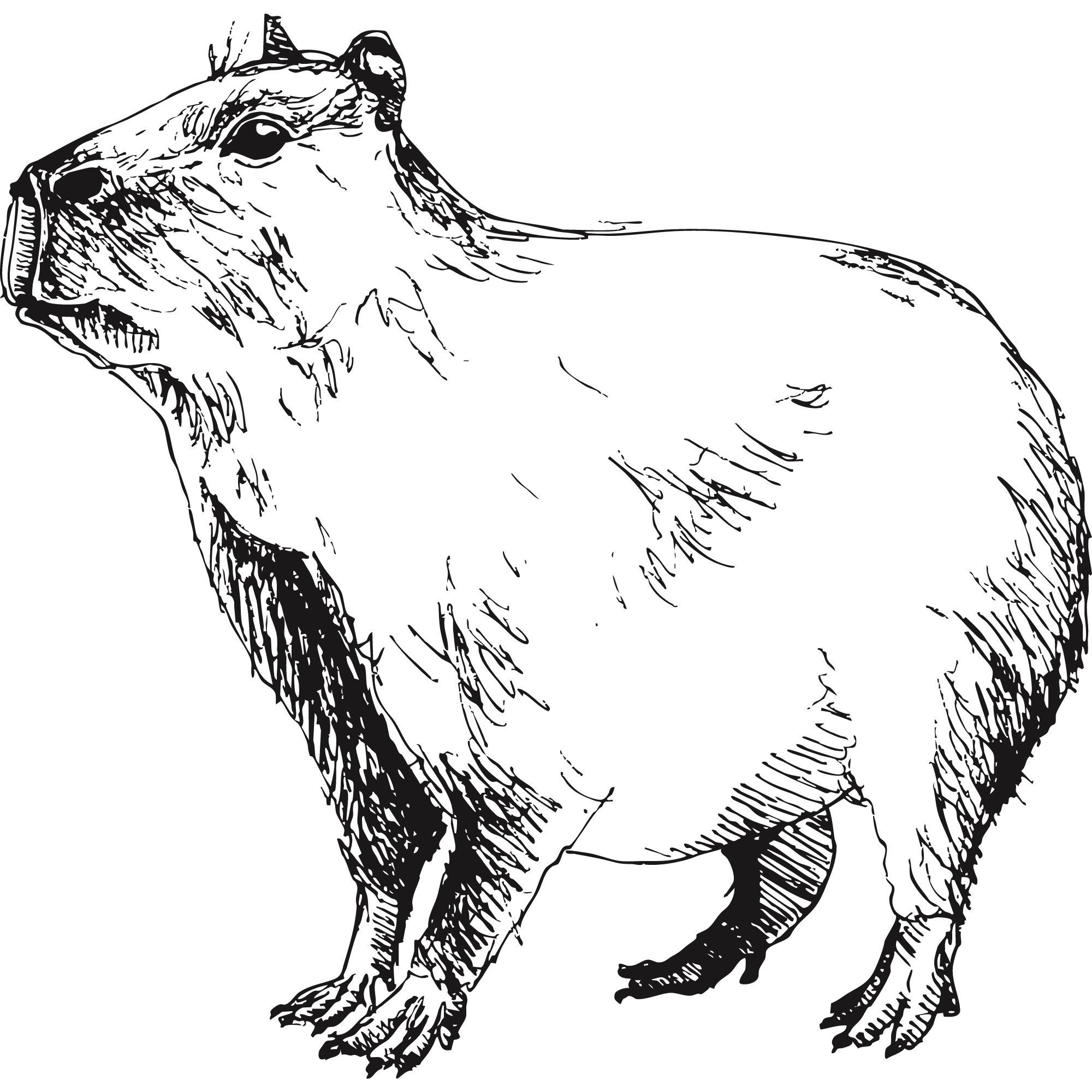 Illustration of a Capybara