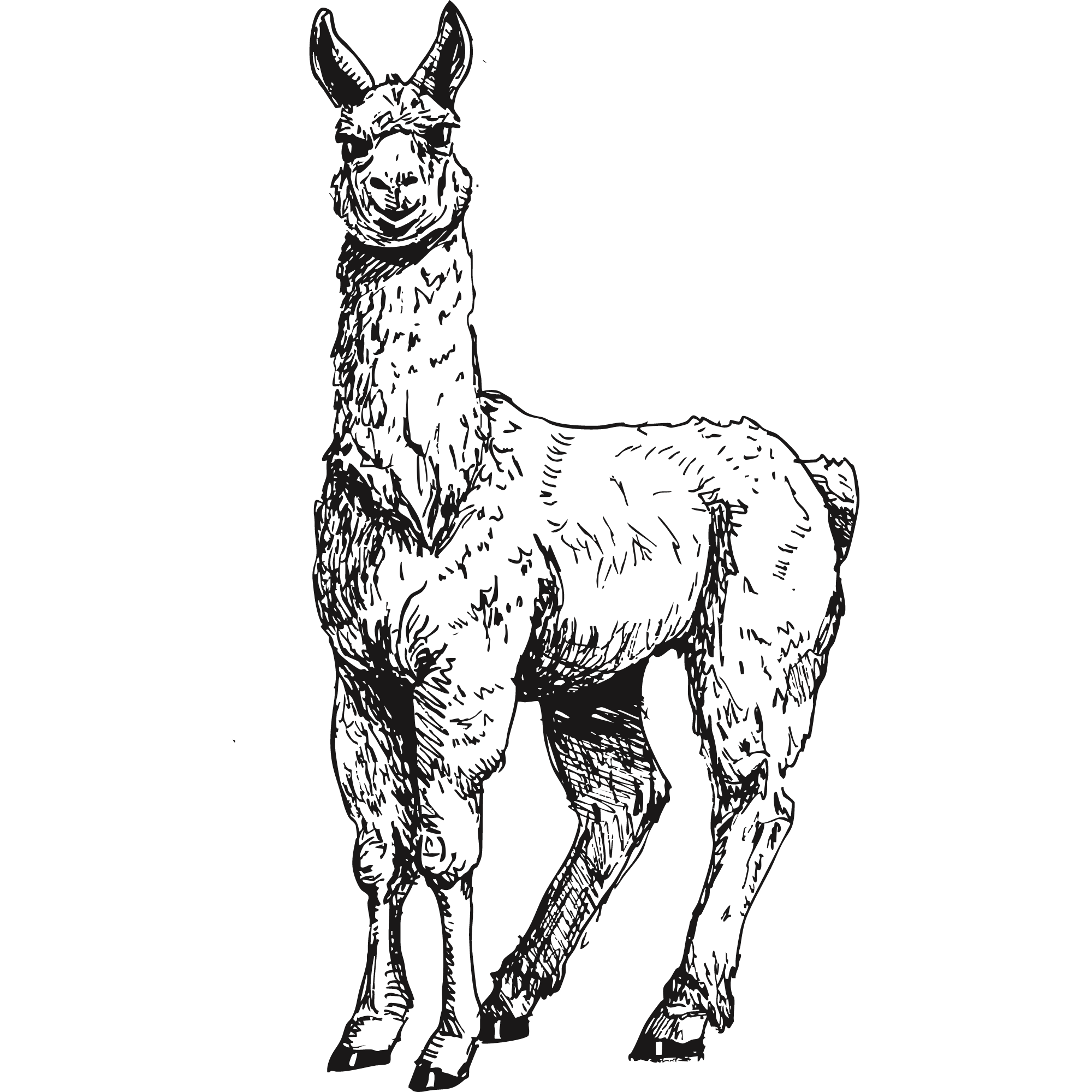 Sketch of a llama.