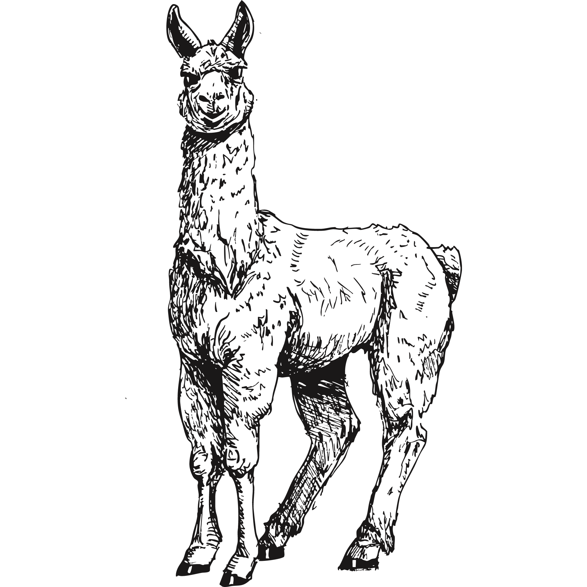 Sketch of a llama.