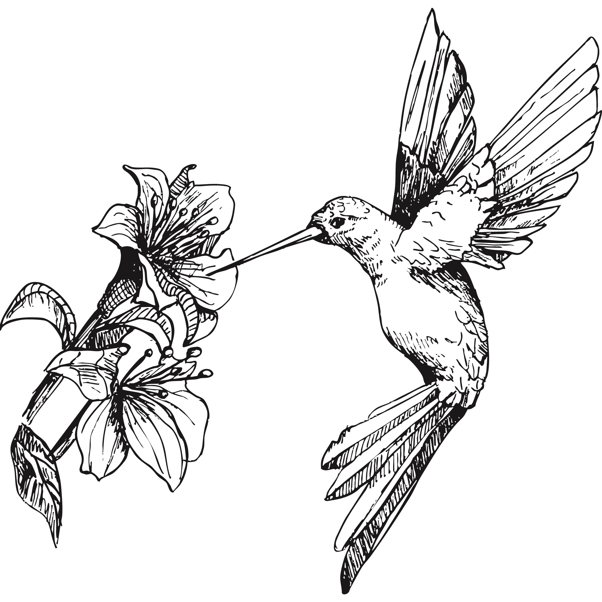 Sketch of a hummingbird.