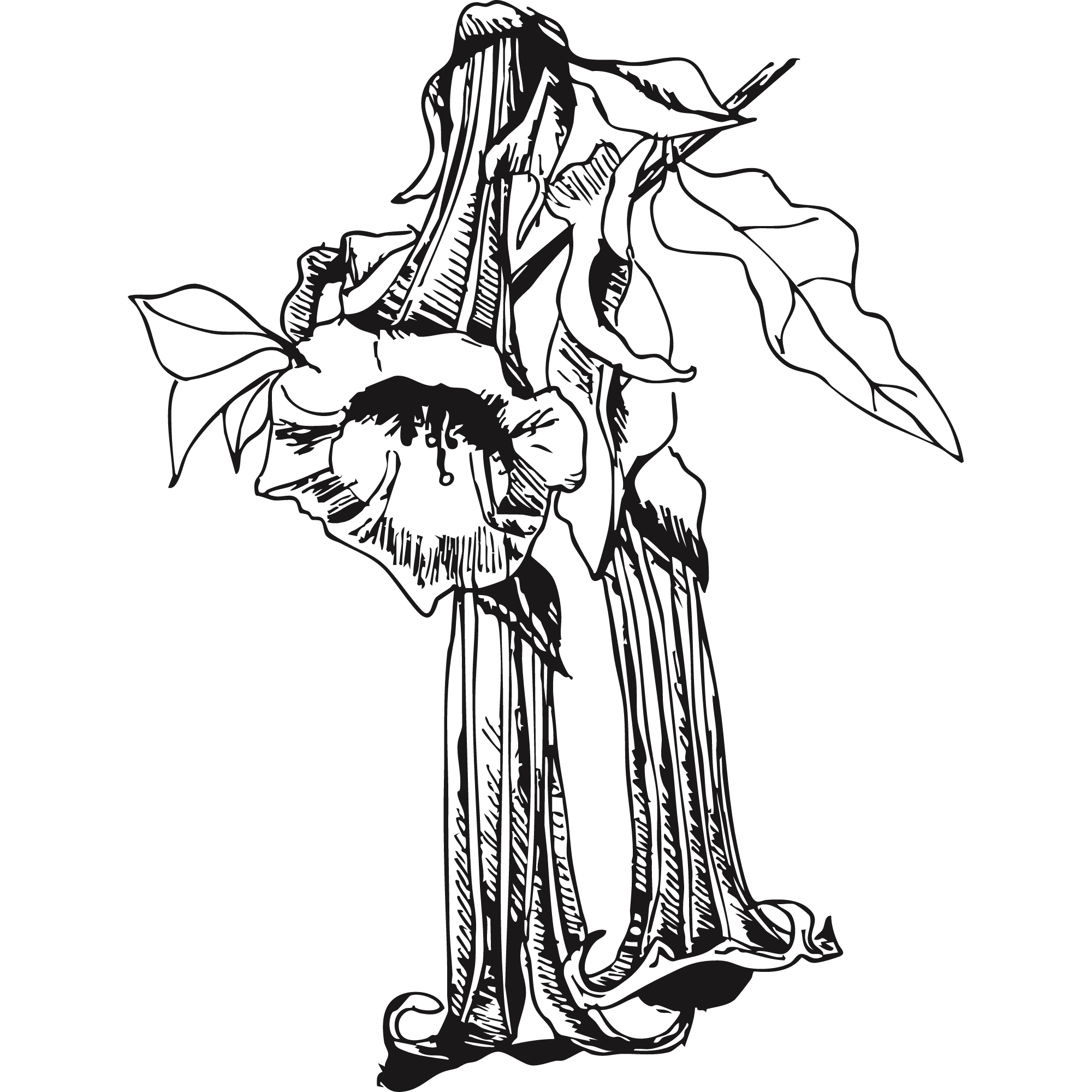 Sketch of a cantuta flower.