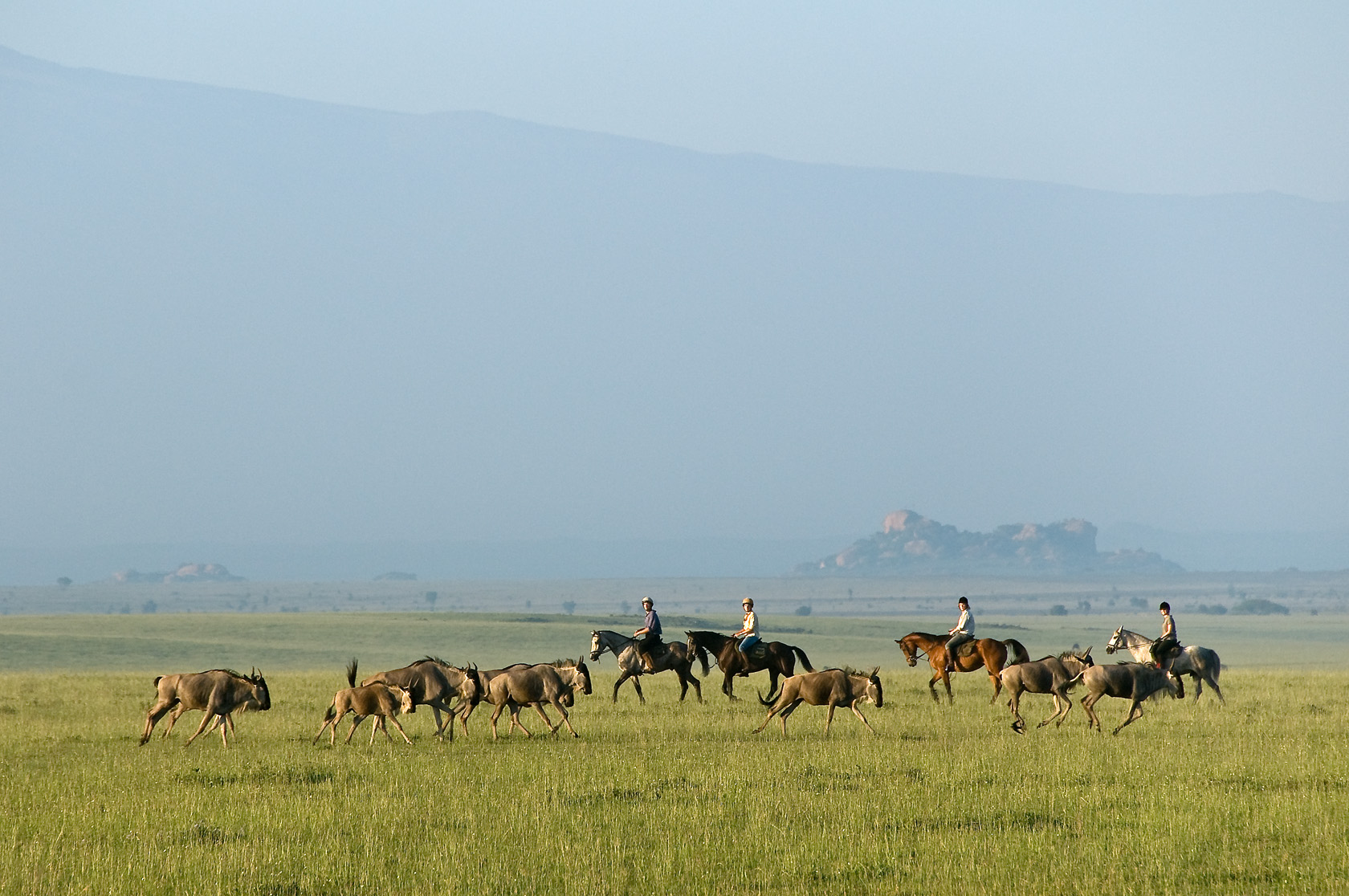 A line of wildebeest moves across bright green grassland, with hazy mountains and a pale sky behind them.