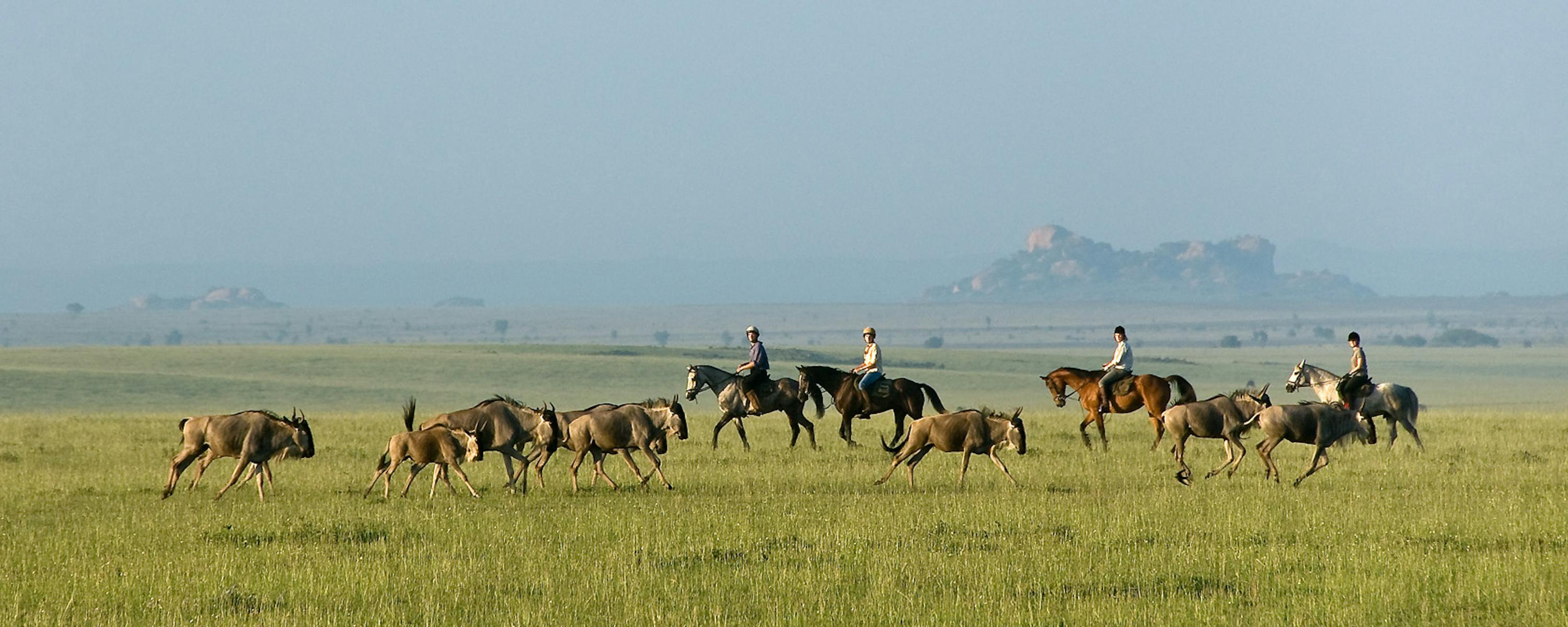 A line of wildebeest moves across bright green grassland, with hazy mountains and a pale sky behind them.