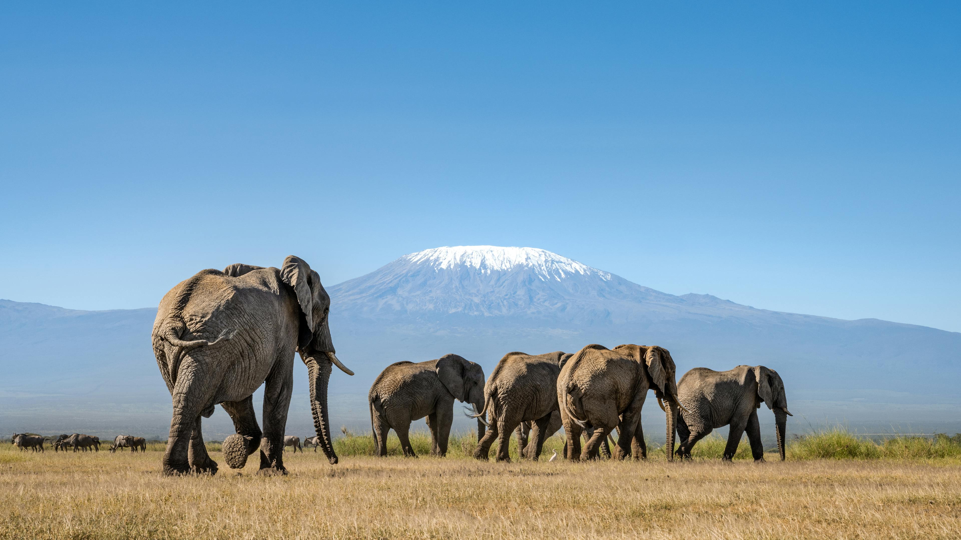 A herd of elephants crosses golden grass with a snowcapped mountain rising behind under a clear blue sky.