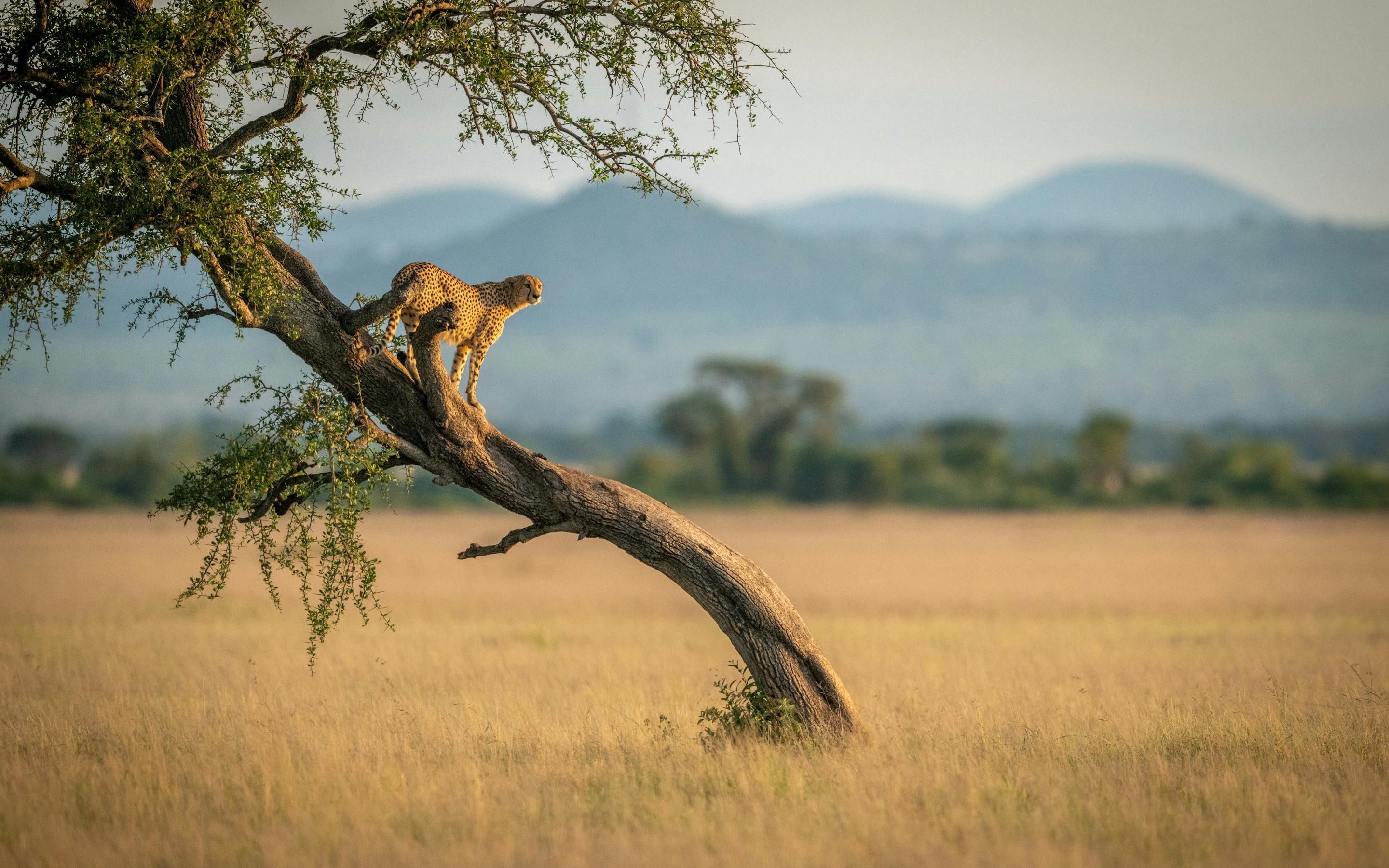 A lilac-breasted roller perches on a bare tree branch above tall grass, with soft hills blurred in the distance.