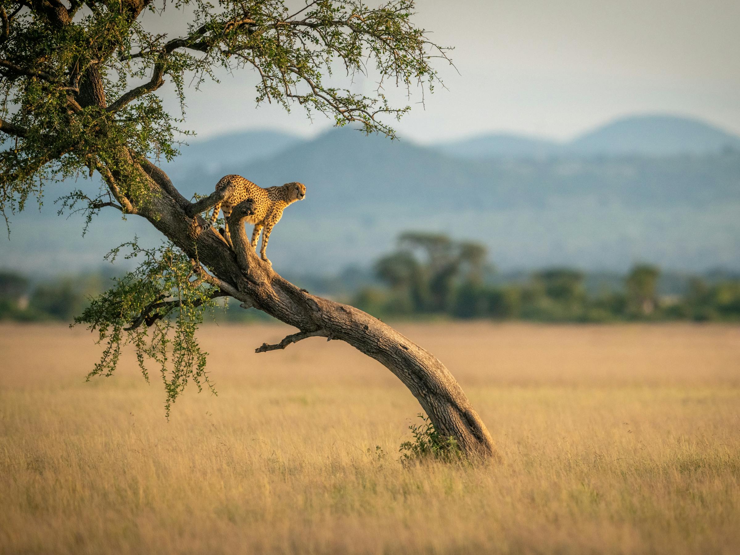 A lilac-breasted roller perches on a bare tree branch above tall grass, with soft hills blurred in the distance.