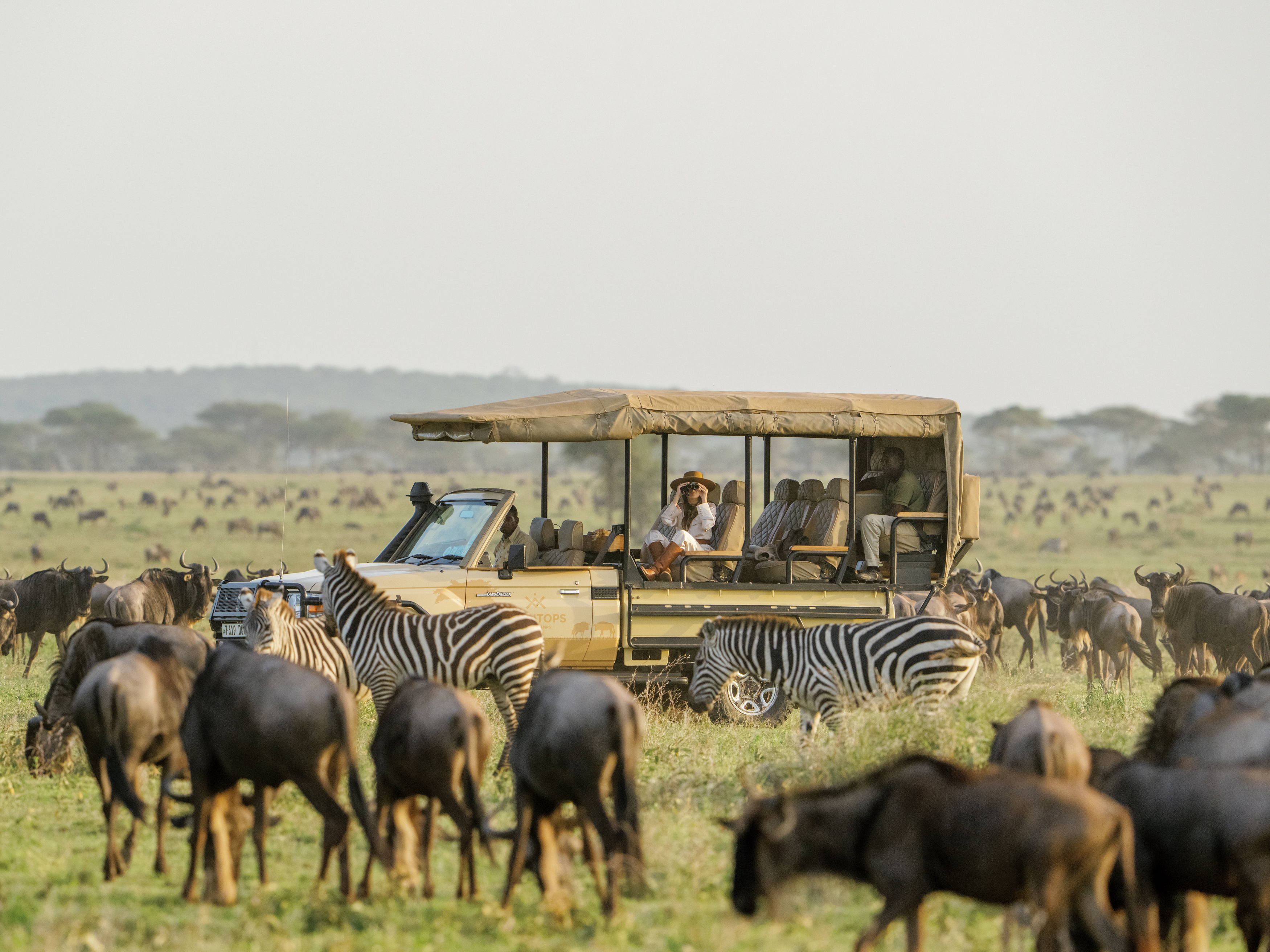 Zebras and wildebeest crowd the foreground while a safari vehicle watches from the plain, with low hills beyond.