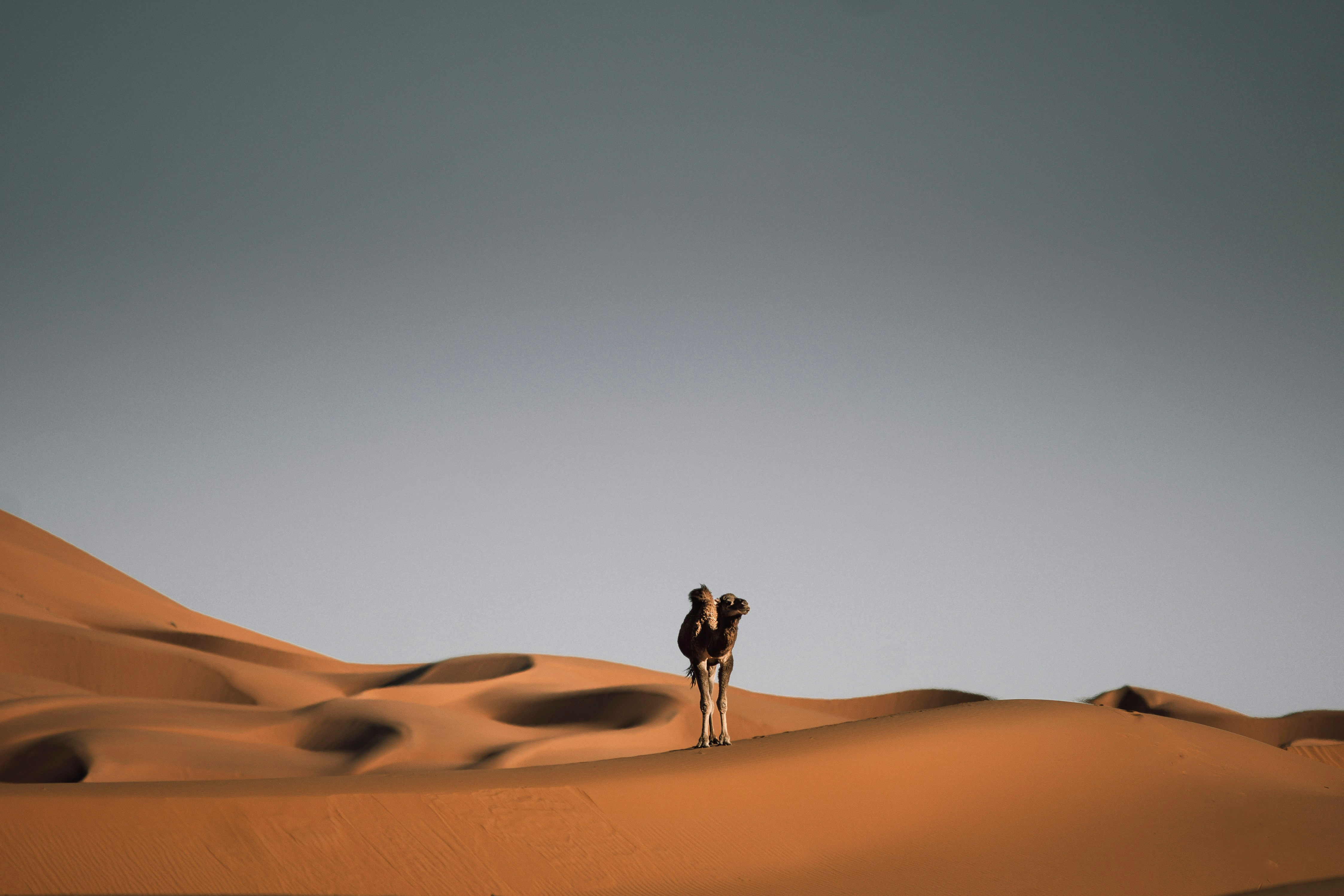 Camel standing on a sand dune under a wide gray sky.