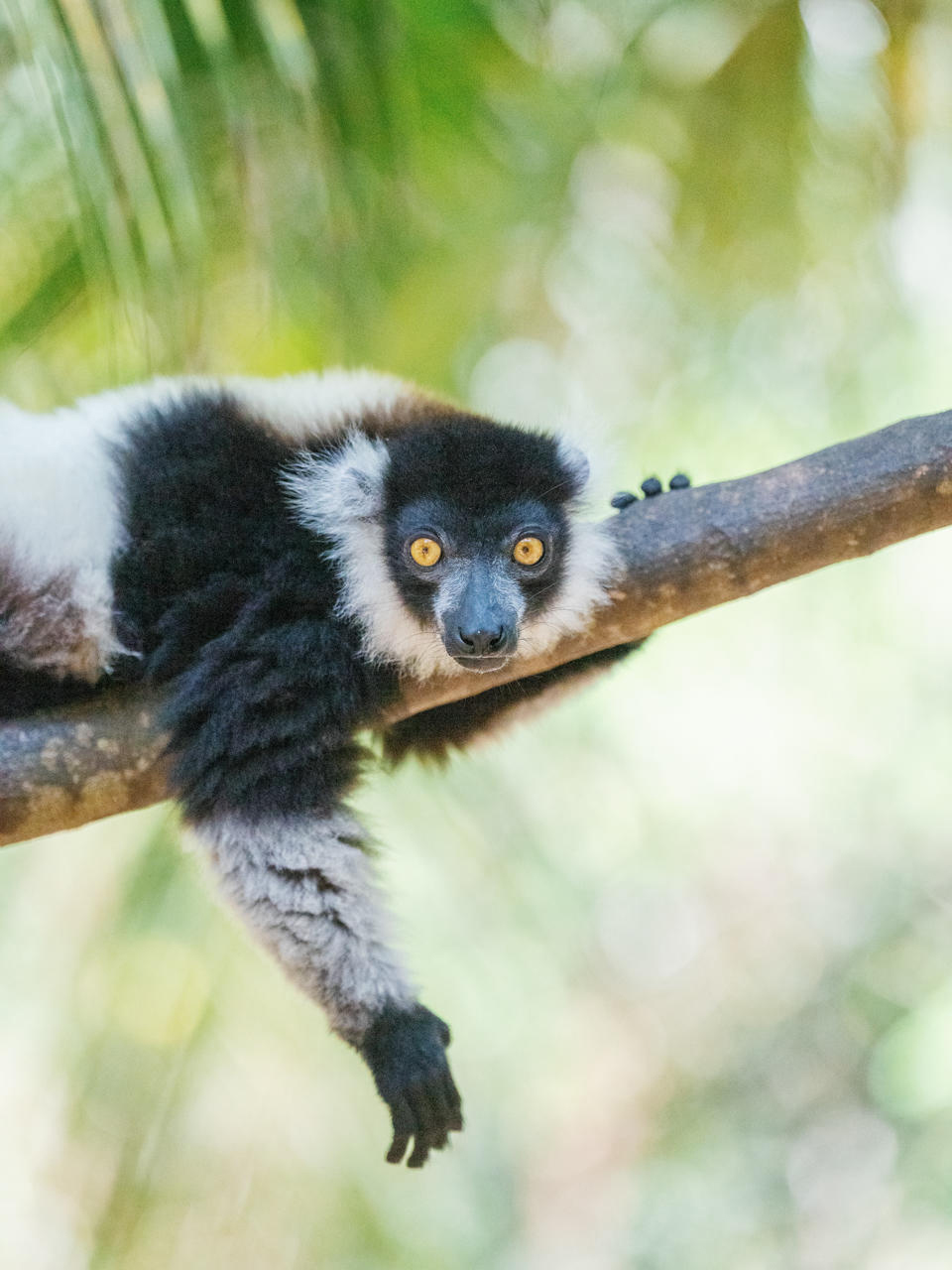 Black-and-white lemur lies stretched out on a tree branch, gazing toward the camera with bright eyes and relaxed paws.