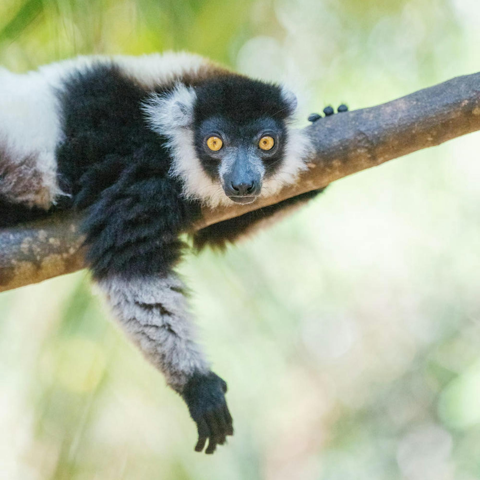 Black-and-white lemur lies stretched out on a tree branch, gazing toward the camera with bright eyes and relaxed paws.
