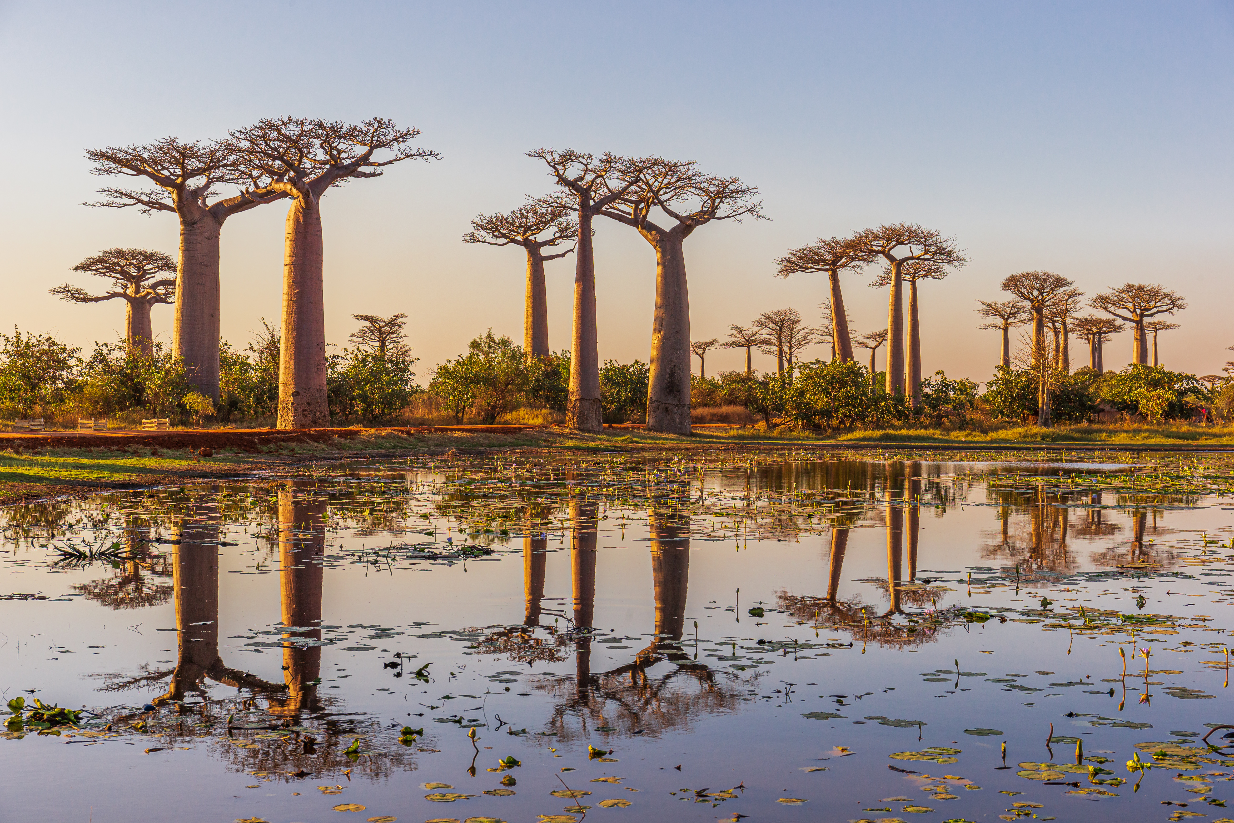 Tall baobab trees line a flat horizon, mirrored in a shallow pool with floating plants as the sky glows at sunset.