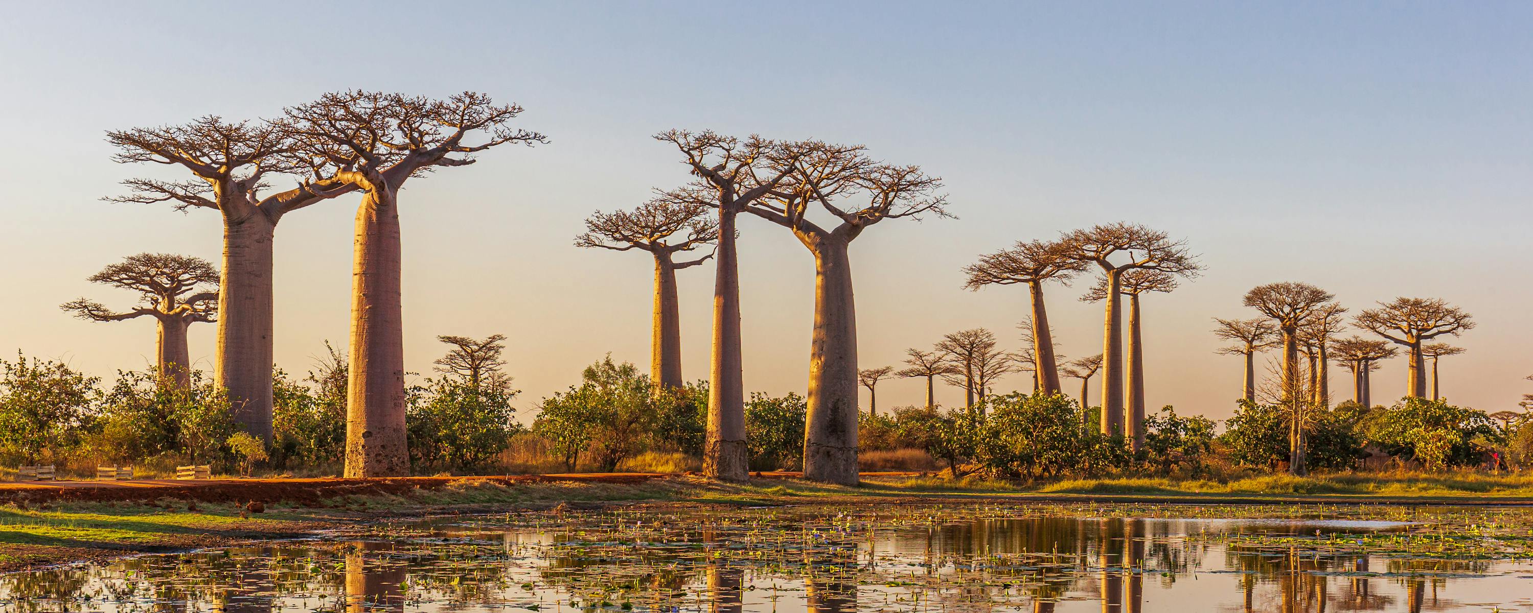 Tall baobab trees line a flat horizon, mirrored in a shallow pool with floating plants as the sky glows at sunset.