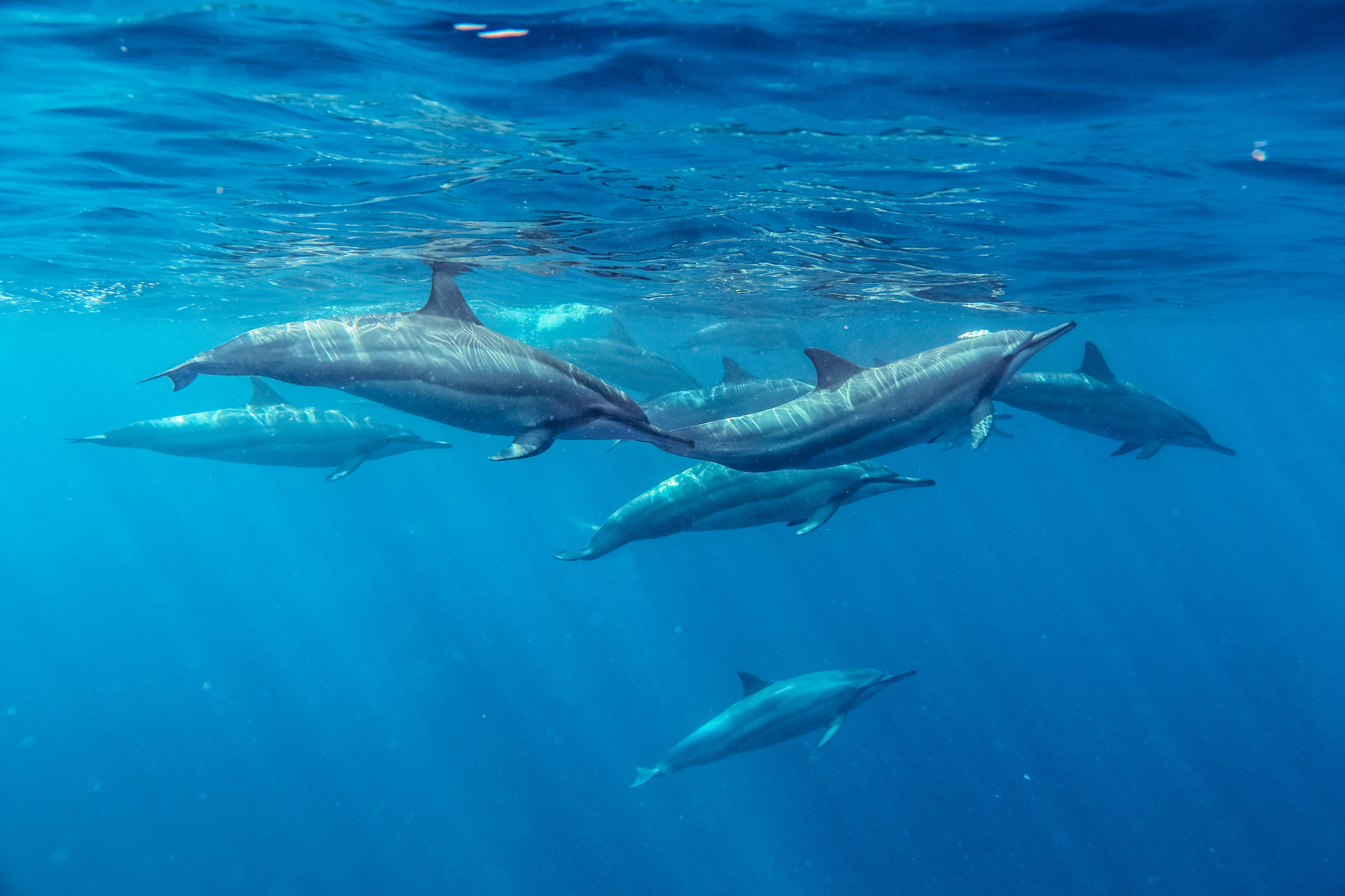 Two dolphins swim through clear blue water, their sleek bodies lit from above as they glide side by side.