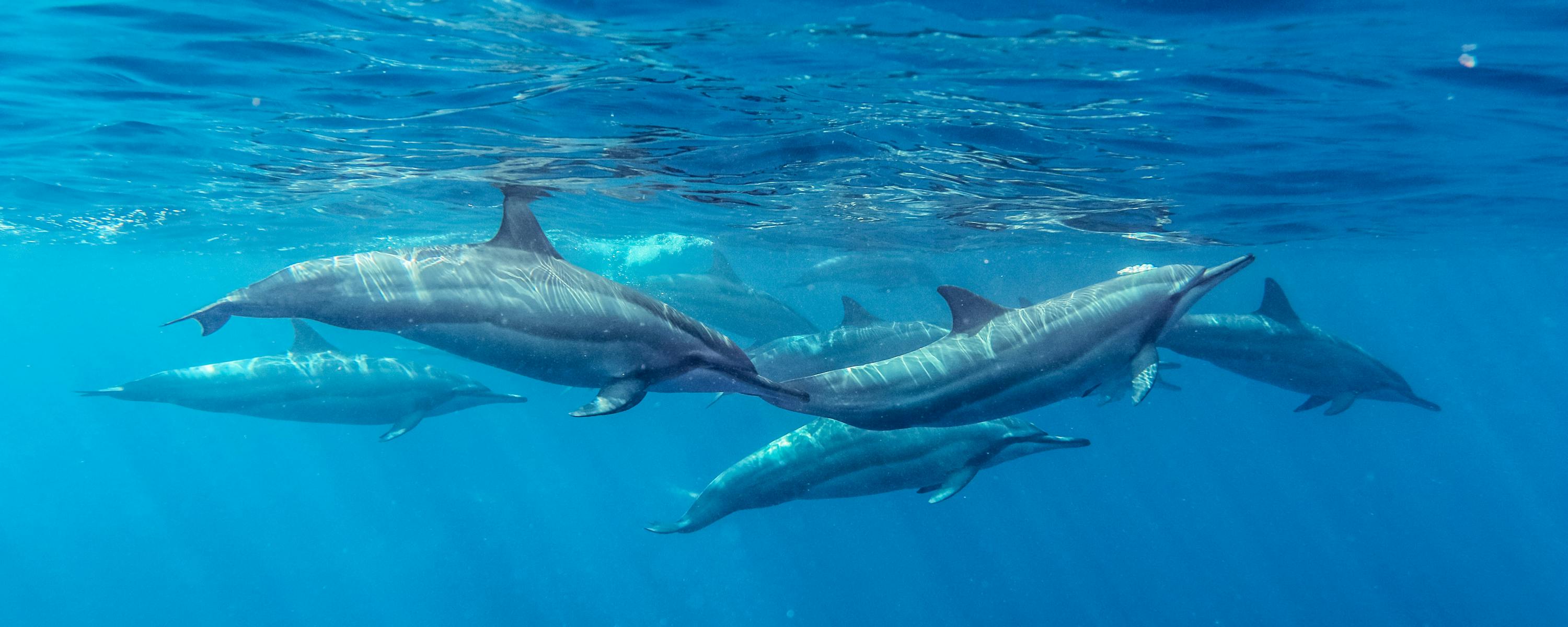 Two dolphins swim through clear blue water, their sleek bodies lit from above as they glide side by side.