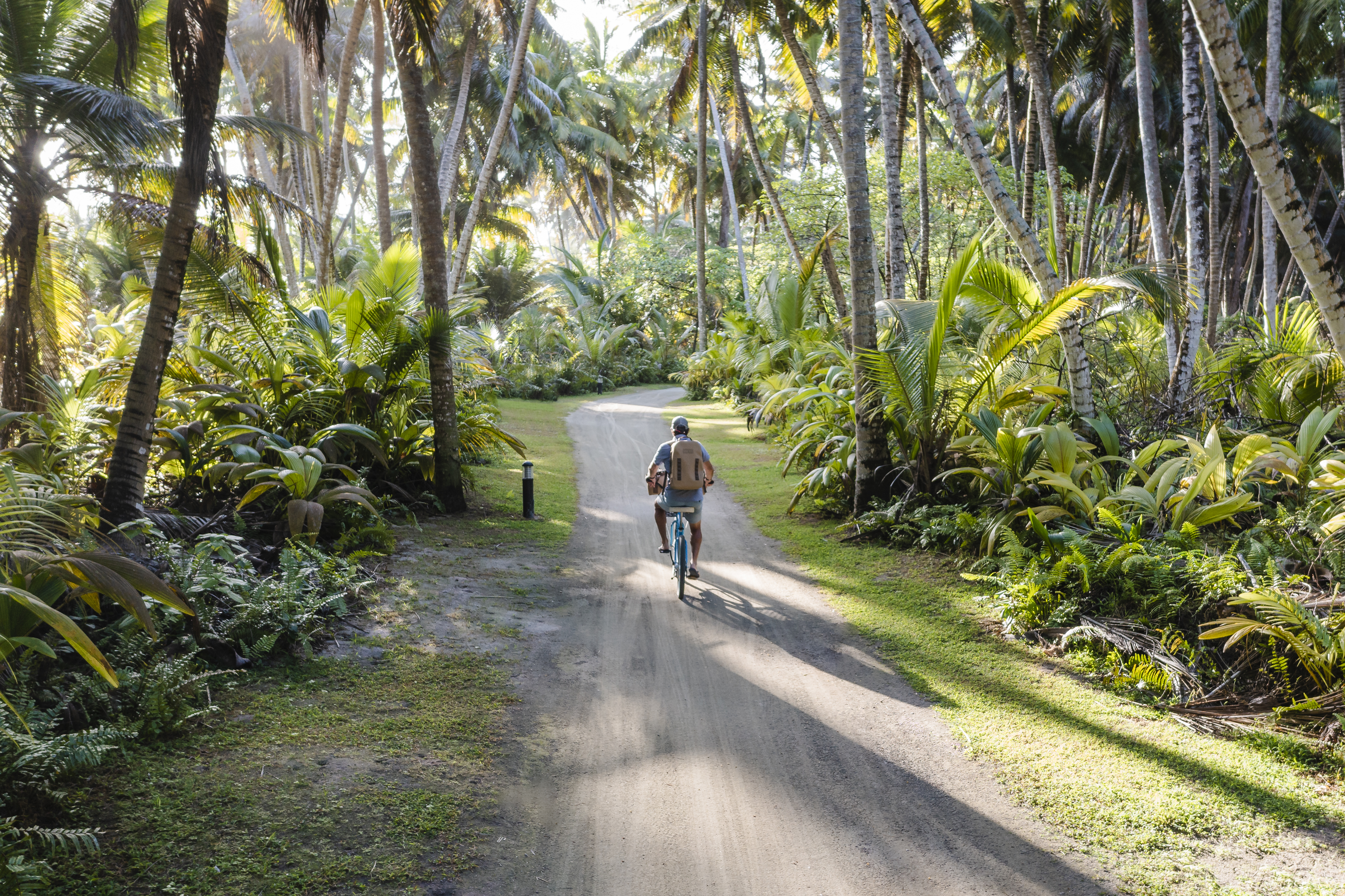 A cyclist rides a sandy road through tall palm trees and lush greenery, with warm sunlight filtering through.