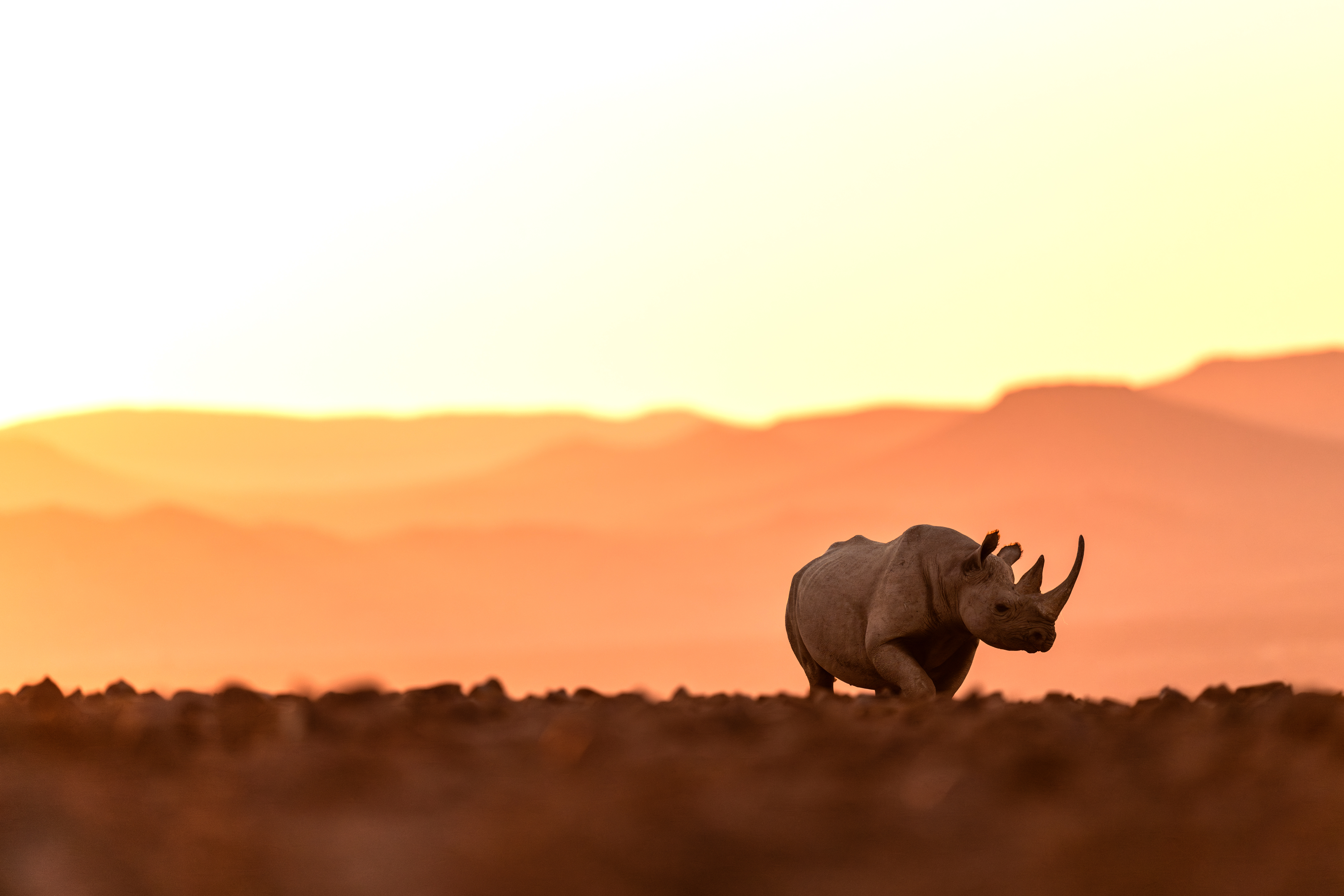 A rhinoceros walks through golden desert light at sunset, silhouetted against soft dunes and a warm, fading sky.